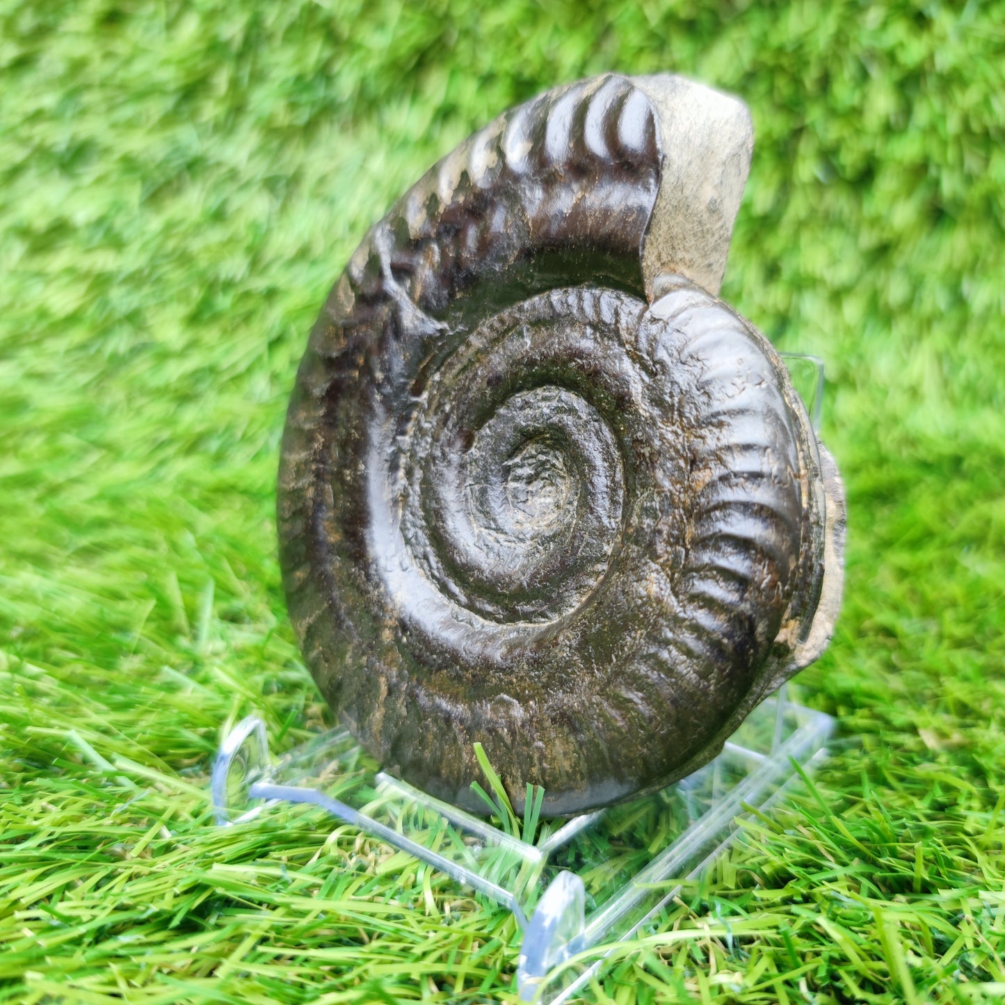 Fossil Whitby Hildoceras ammonite Jurassic coast