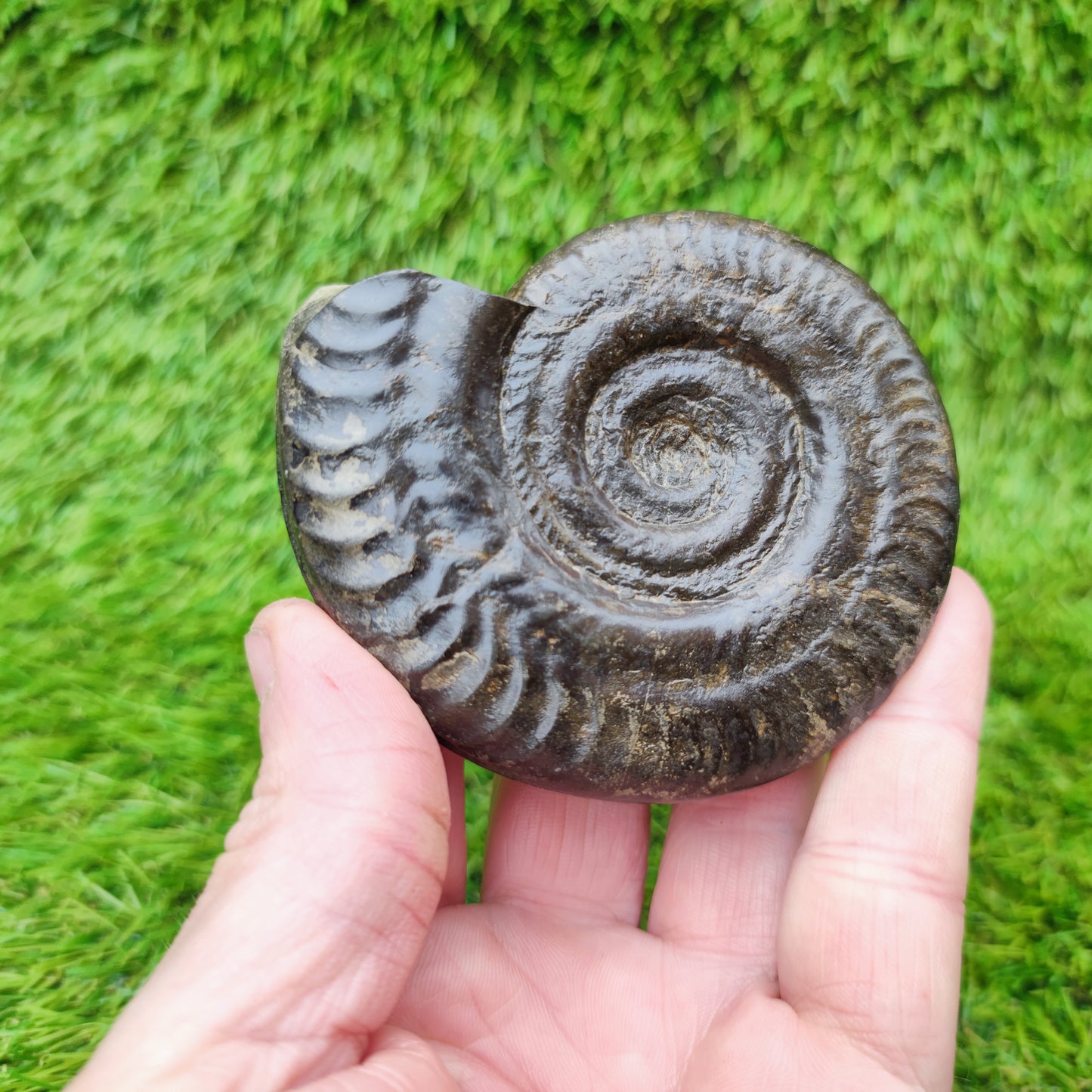 Fossil Whitby Hildoceras ammonite Jurassic coast