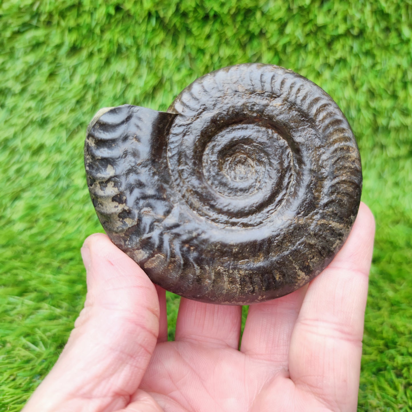Fossil Whitby Hildoceras ammonite Jurassic coast
