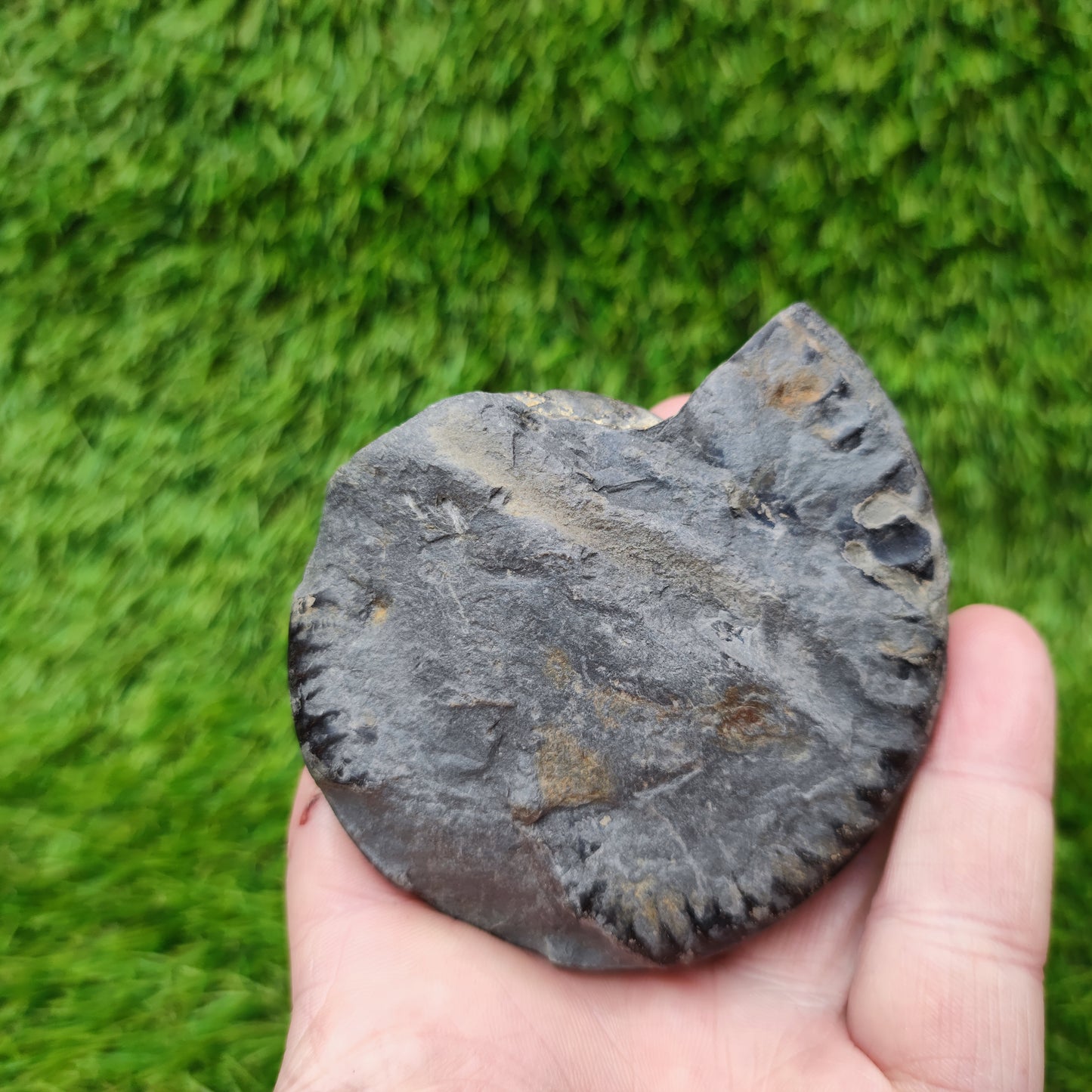 Fossil Whitby Hildoceras ammonite Jurassic coast
