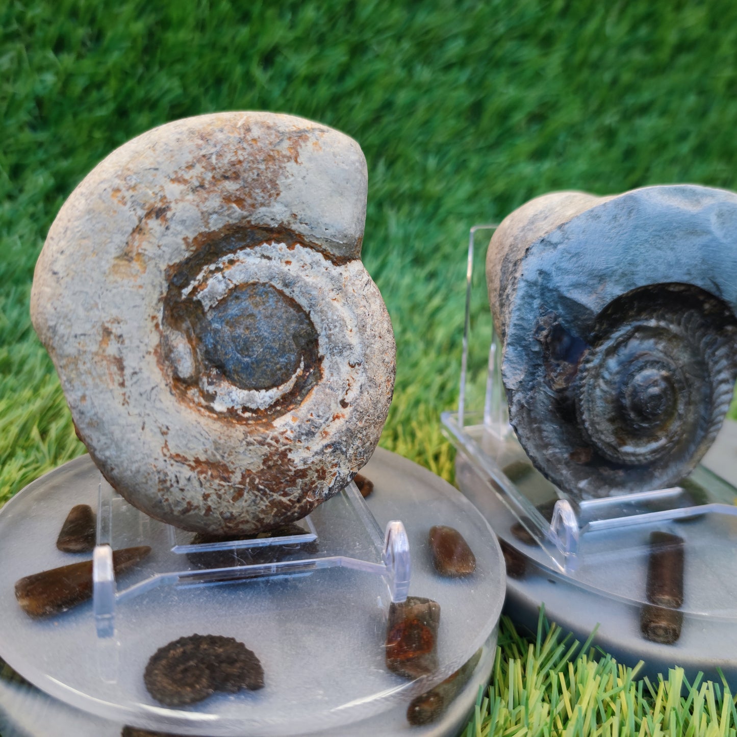 Hildoceras ammonite fossil split pair Yorkshire Jurassic coast
