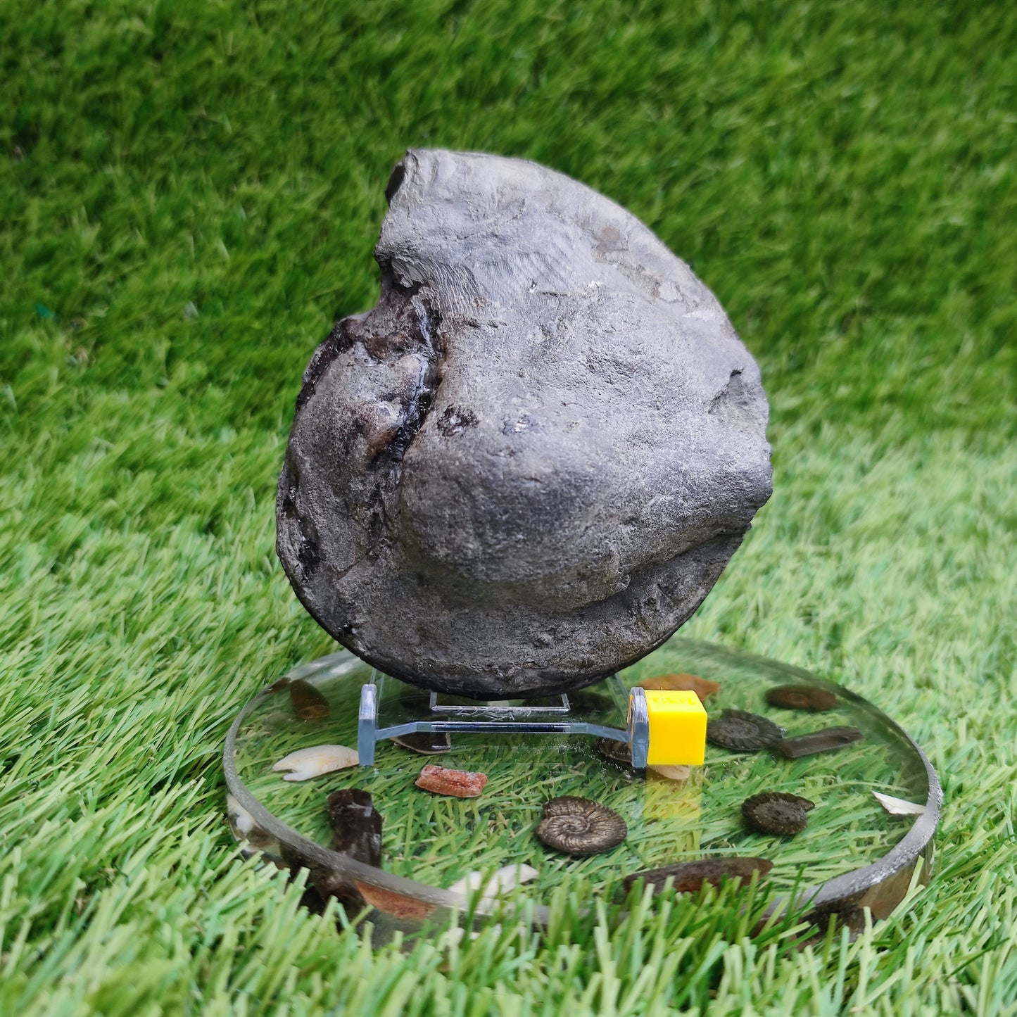 Big hildoceras ammonite fossil Sandsend Yorkshire Jurassic coast