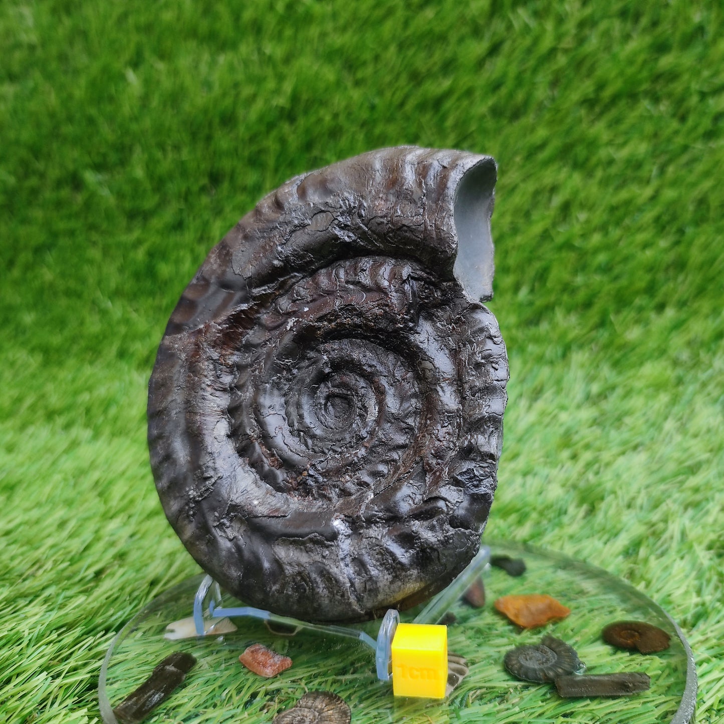 Big hildoceras ammonite fossil Sandsend Yorkshire Jurassic coast