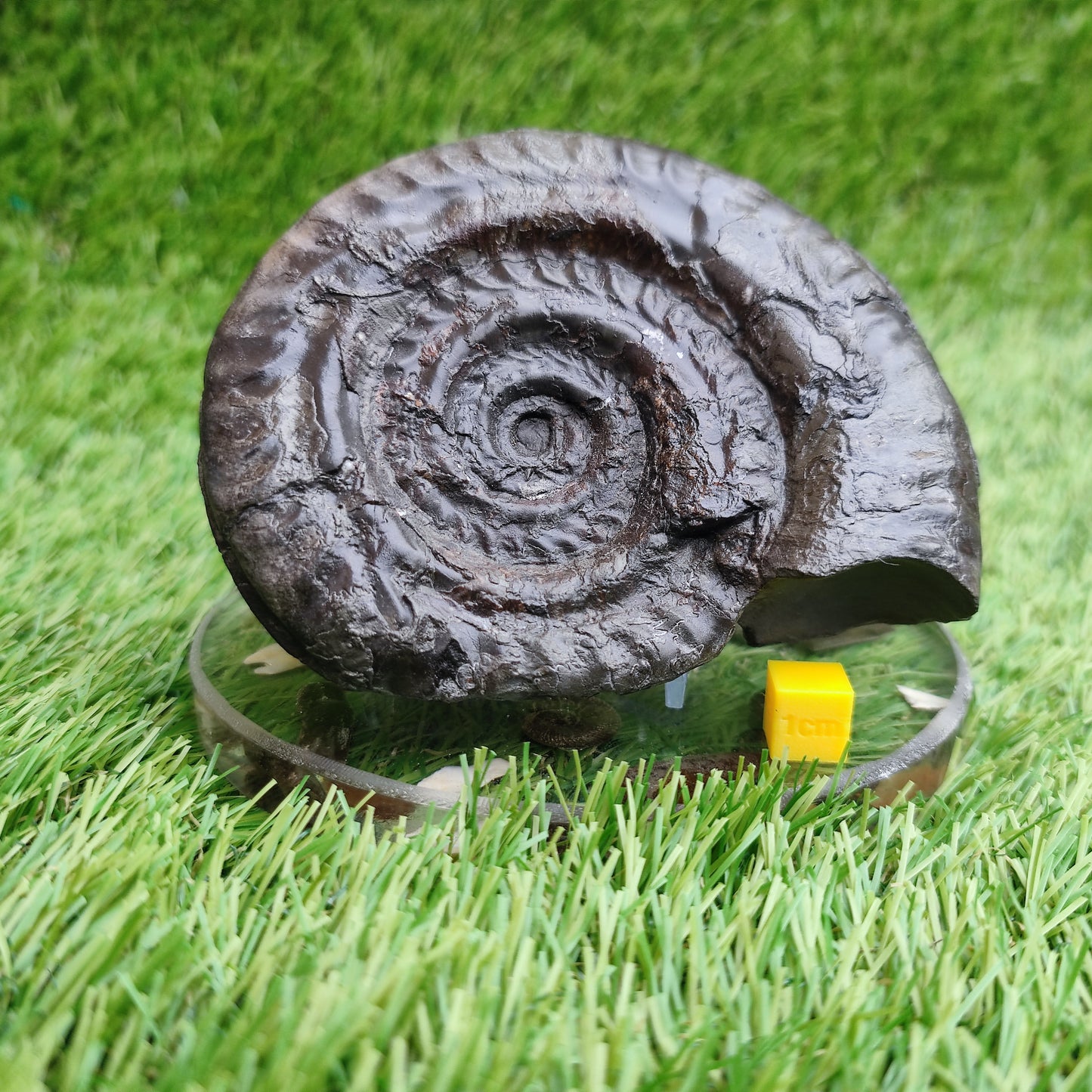 Big hildoceras ammonite fossil Sandsend Yorkshire Jurassic coast