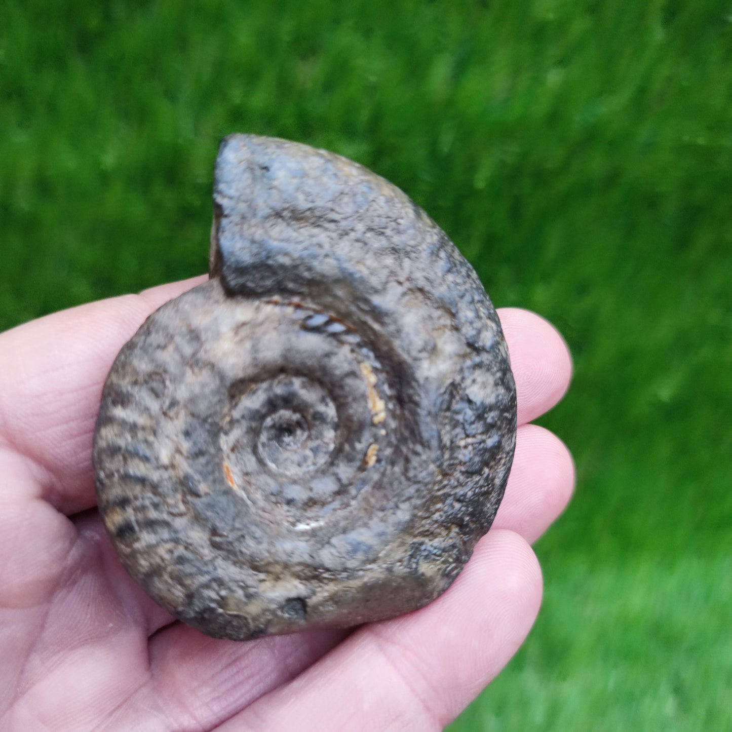 Hildoceras ammonite fossil Whitby Yorkshire Jurassic coast