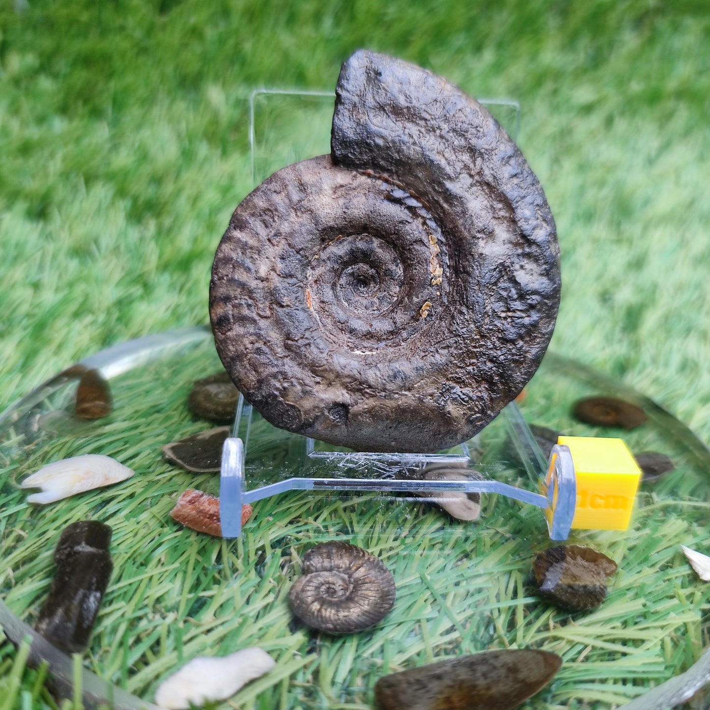 Hildoceras ammonite fossil Whitby Yorkshire Jurassic coast