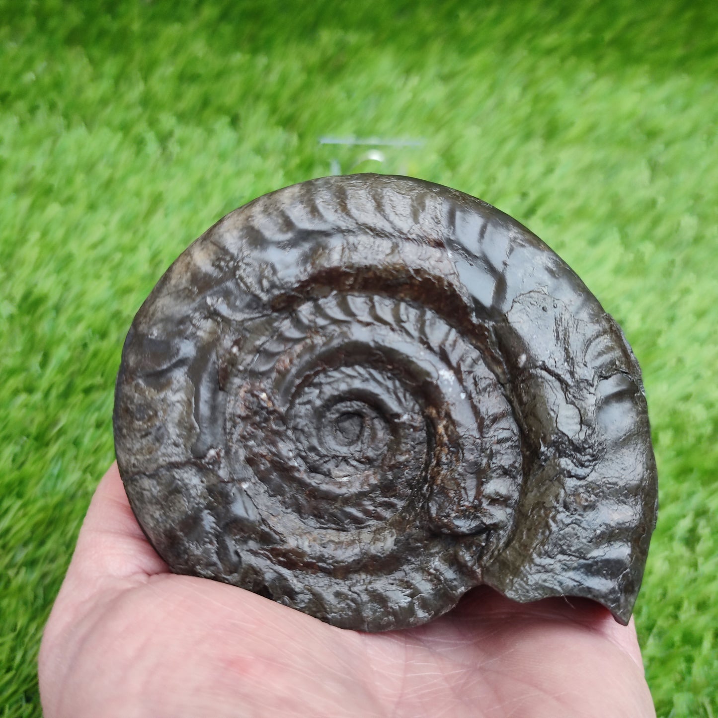 Big hildoceras ammonite fossil Sandsend Yorkshire Jurassic coast