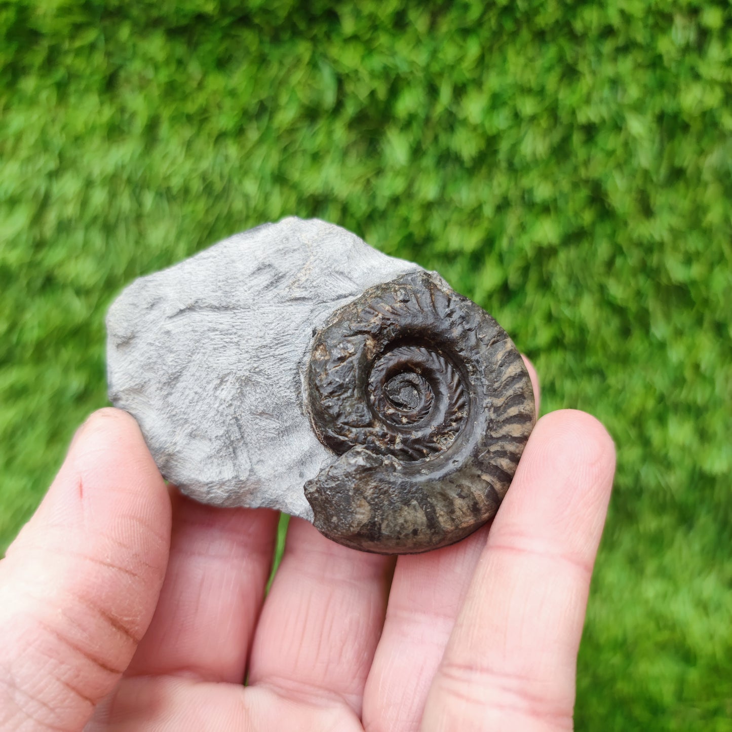 Hildoceras ammonite fossil Yorkshire