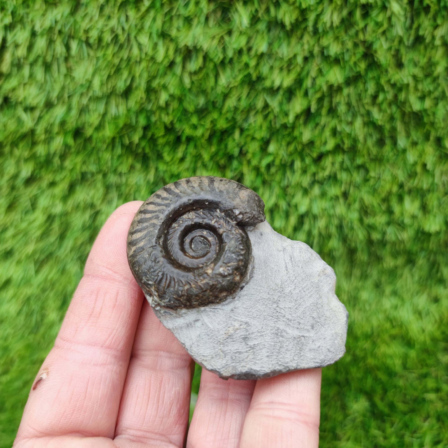 Hildoceras ammonite fossil Yorkshire