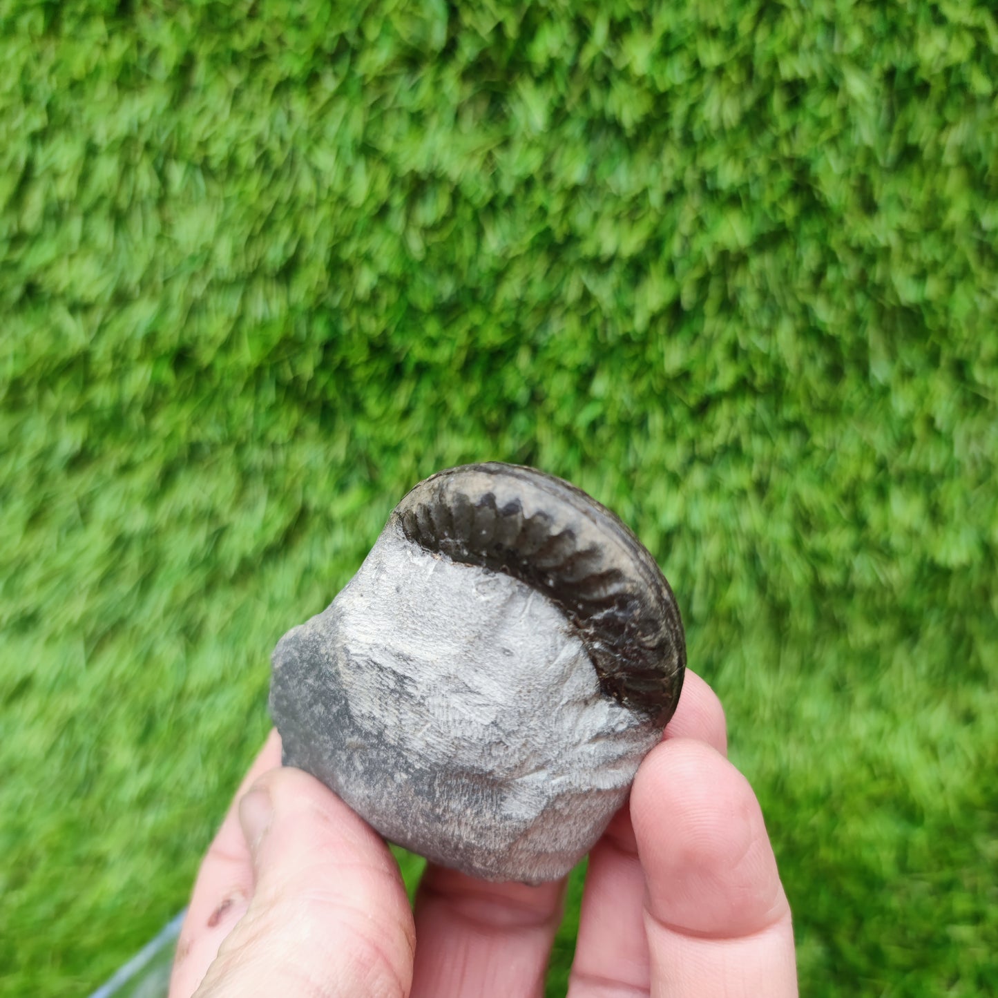 Hildoceras ammonite fossil Yorkshire