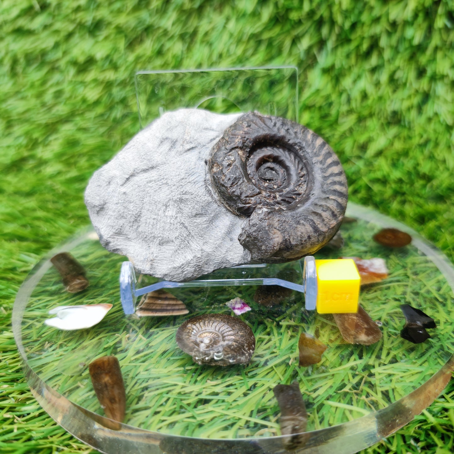 Hildoceras ammonite fossil Yorkshire