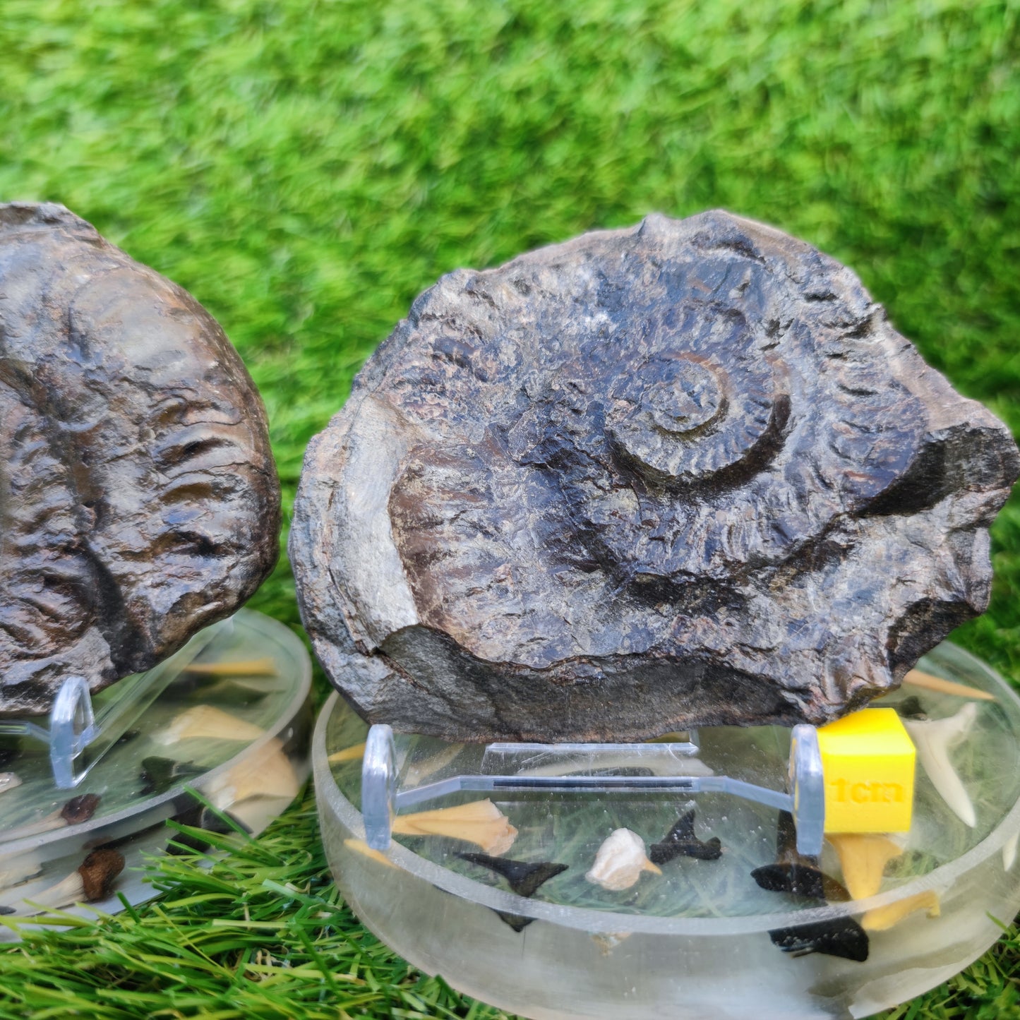 Hildoceras ammonite fossil split pair