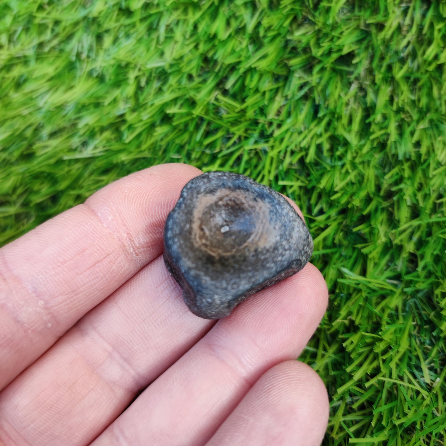 Ichthyosaur anterior trunk vert Charmouth Dorset