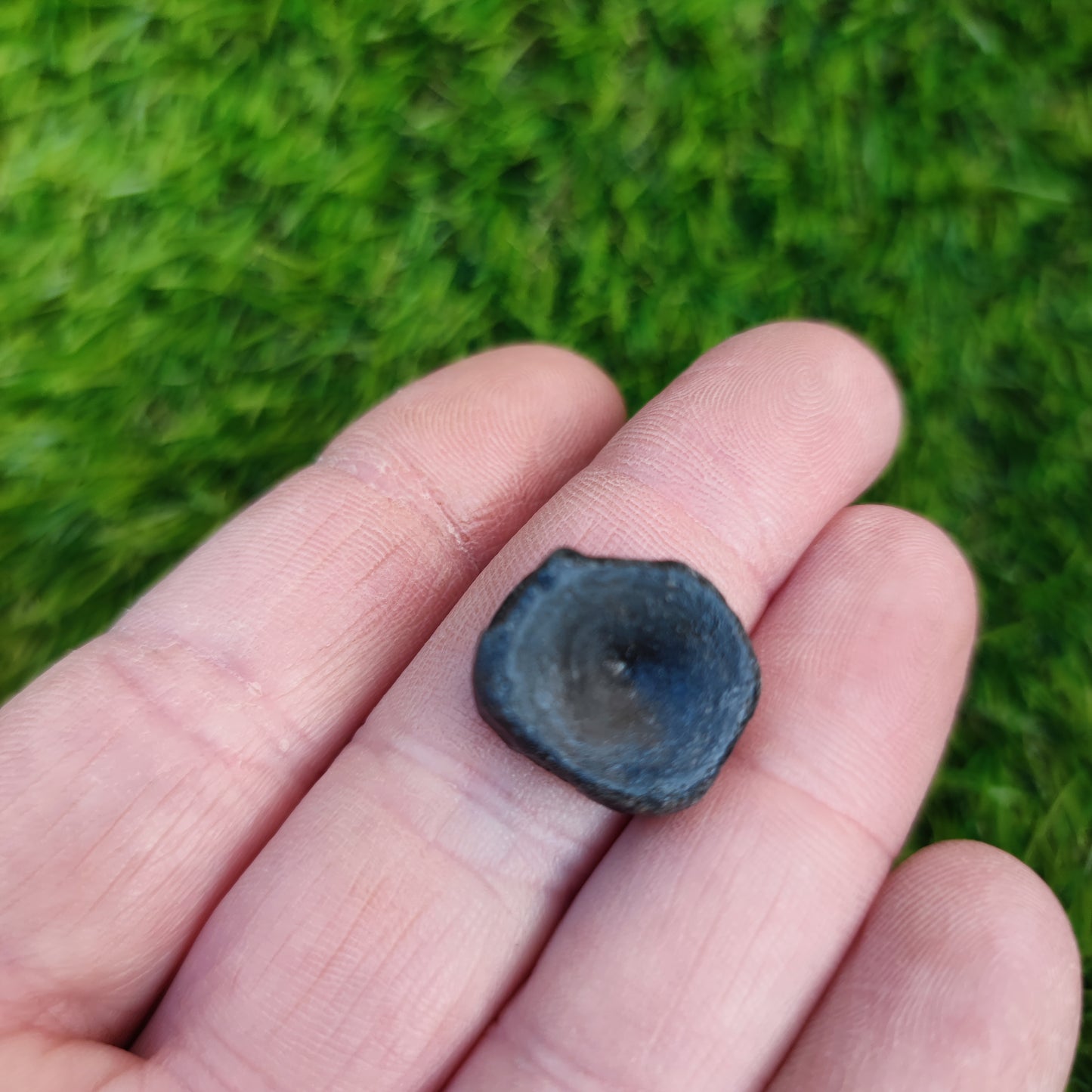 Ichthyosaur vertebra Lyme Regis Jurassic coast