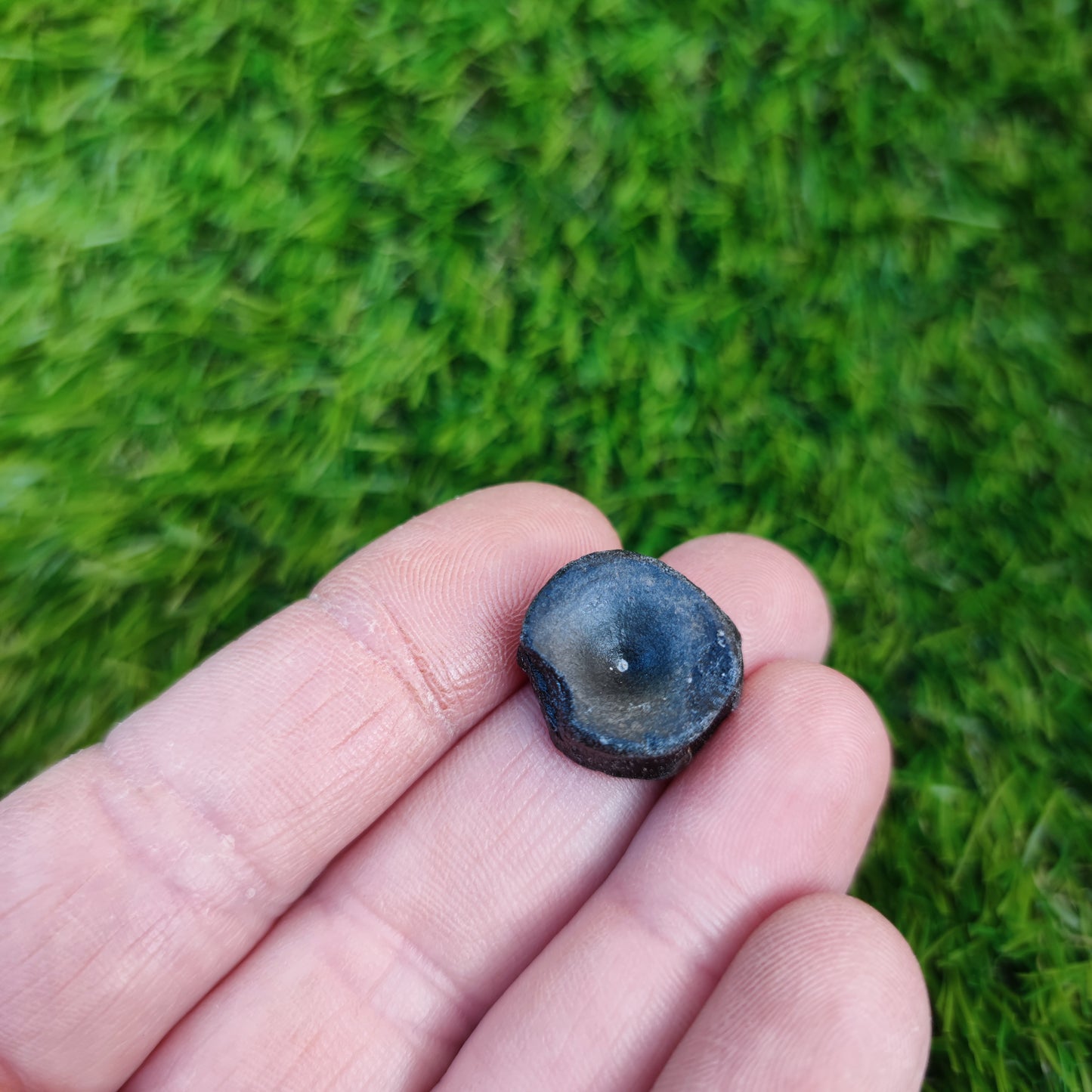 Ichthyosaur vertebra Lyme Regis Jurassic coast