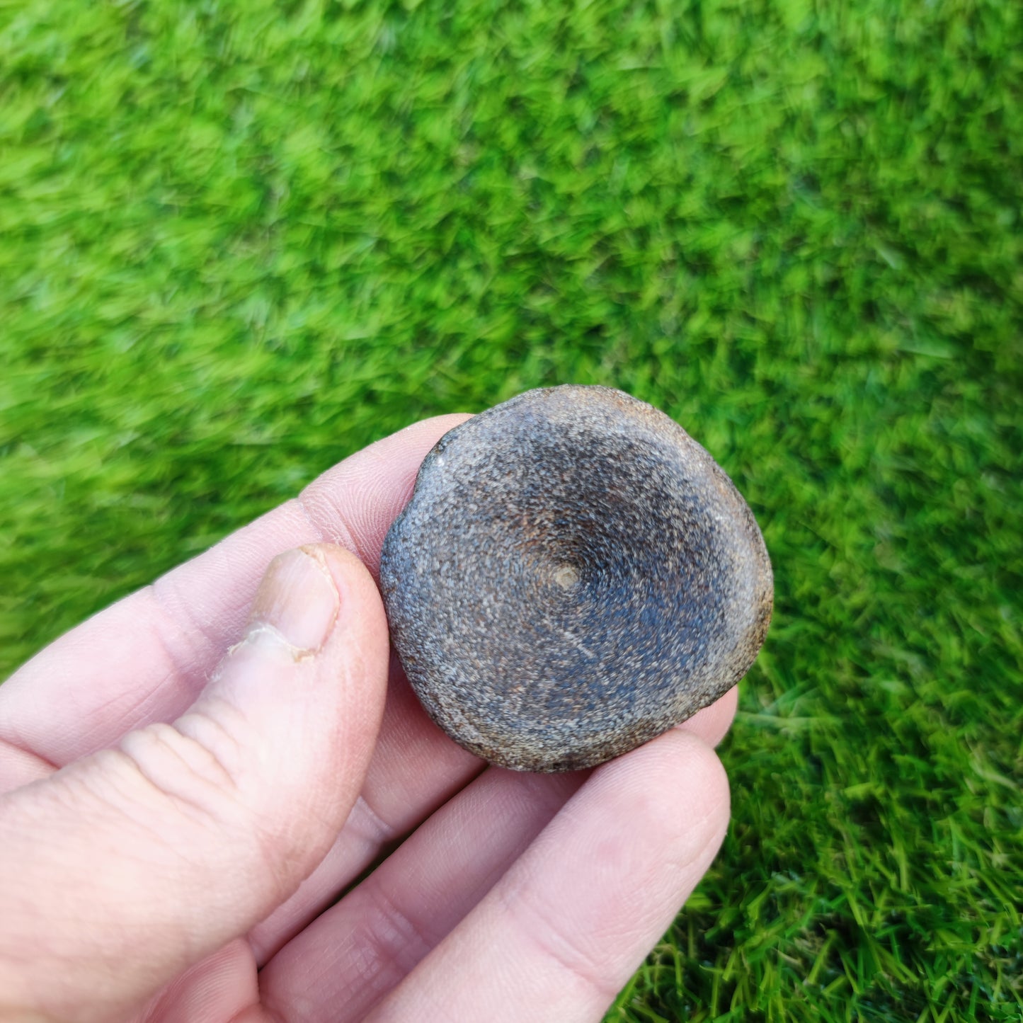 Ichthyosaur vertebra Charmouth Jurassic coast