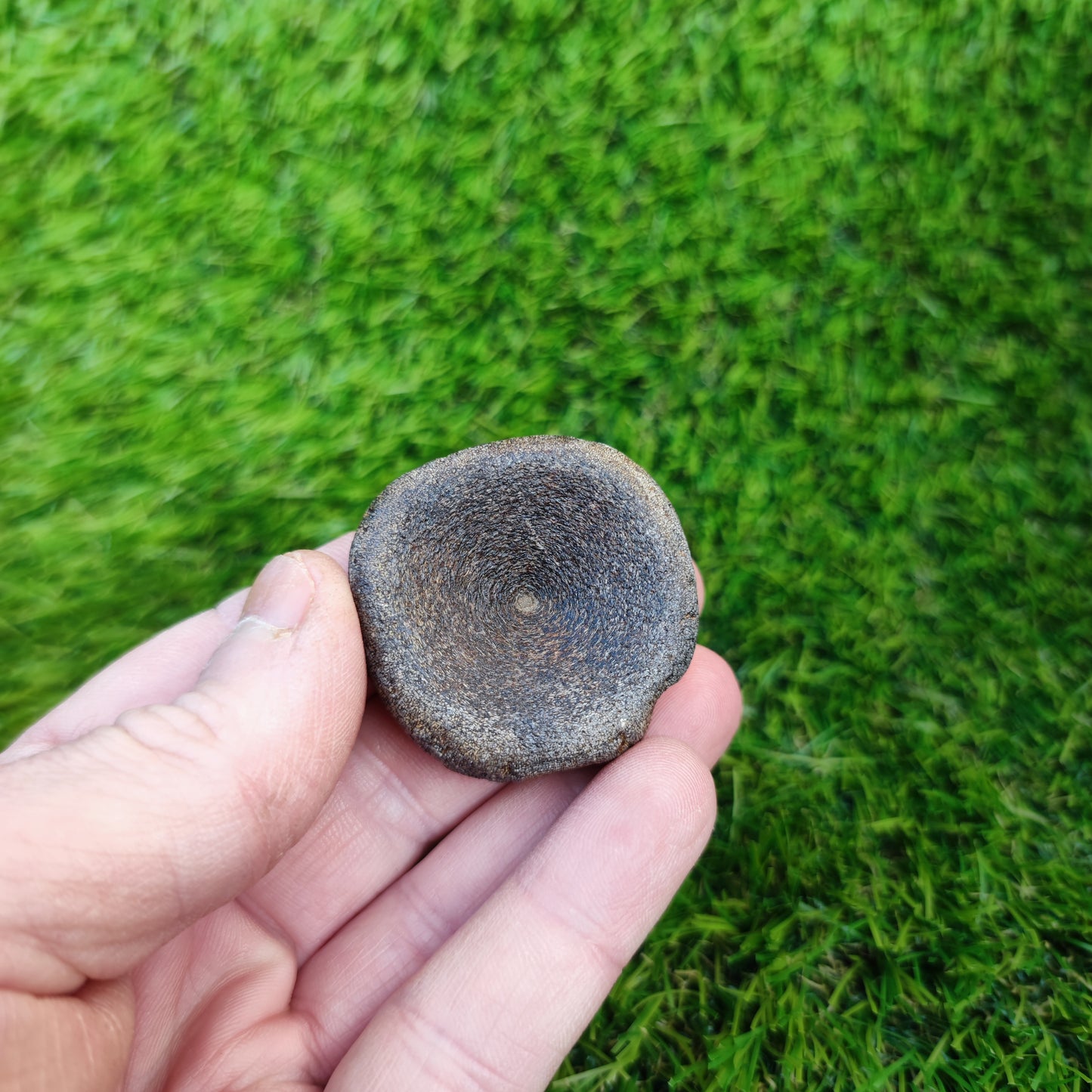 Ichthyosaur vertebra Charmouth Jurassic coast