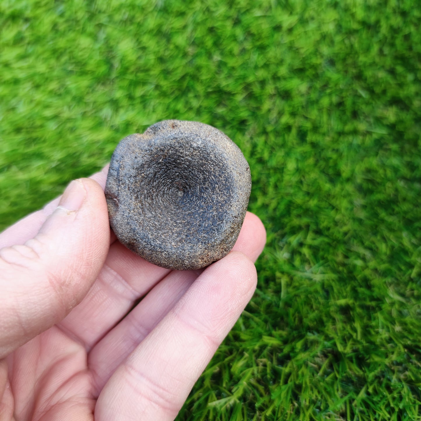 Ichthyosaur vertebra Charmouth Jurassic coast