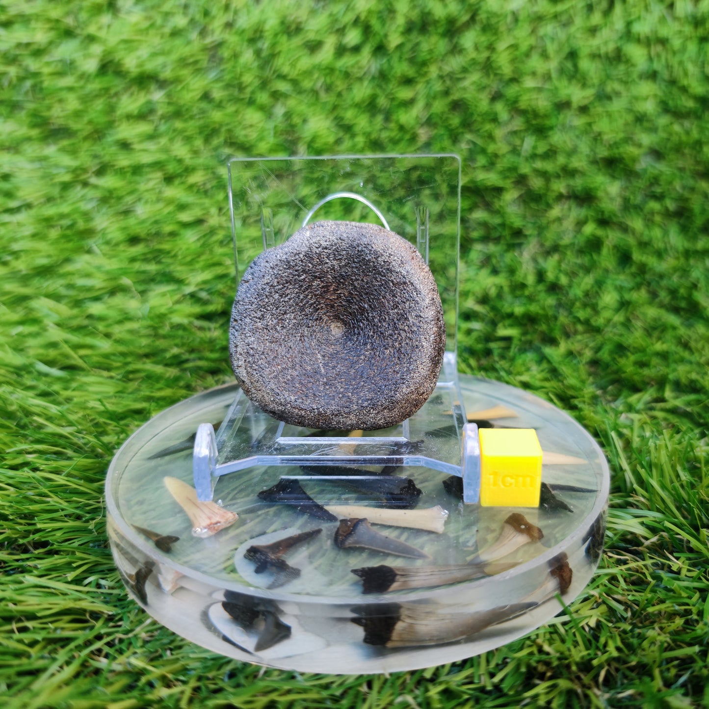Ichthyosaur vertebra Charmouth Jurassic coast