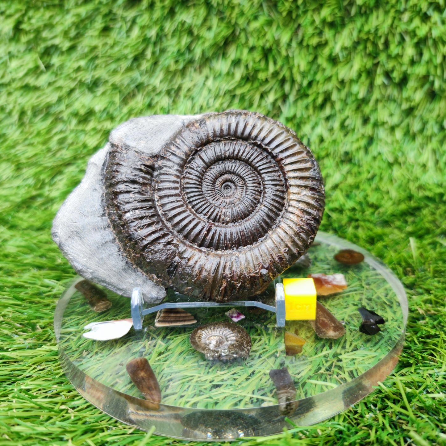 Jurassic coast ammoniite fossil Whitby