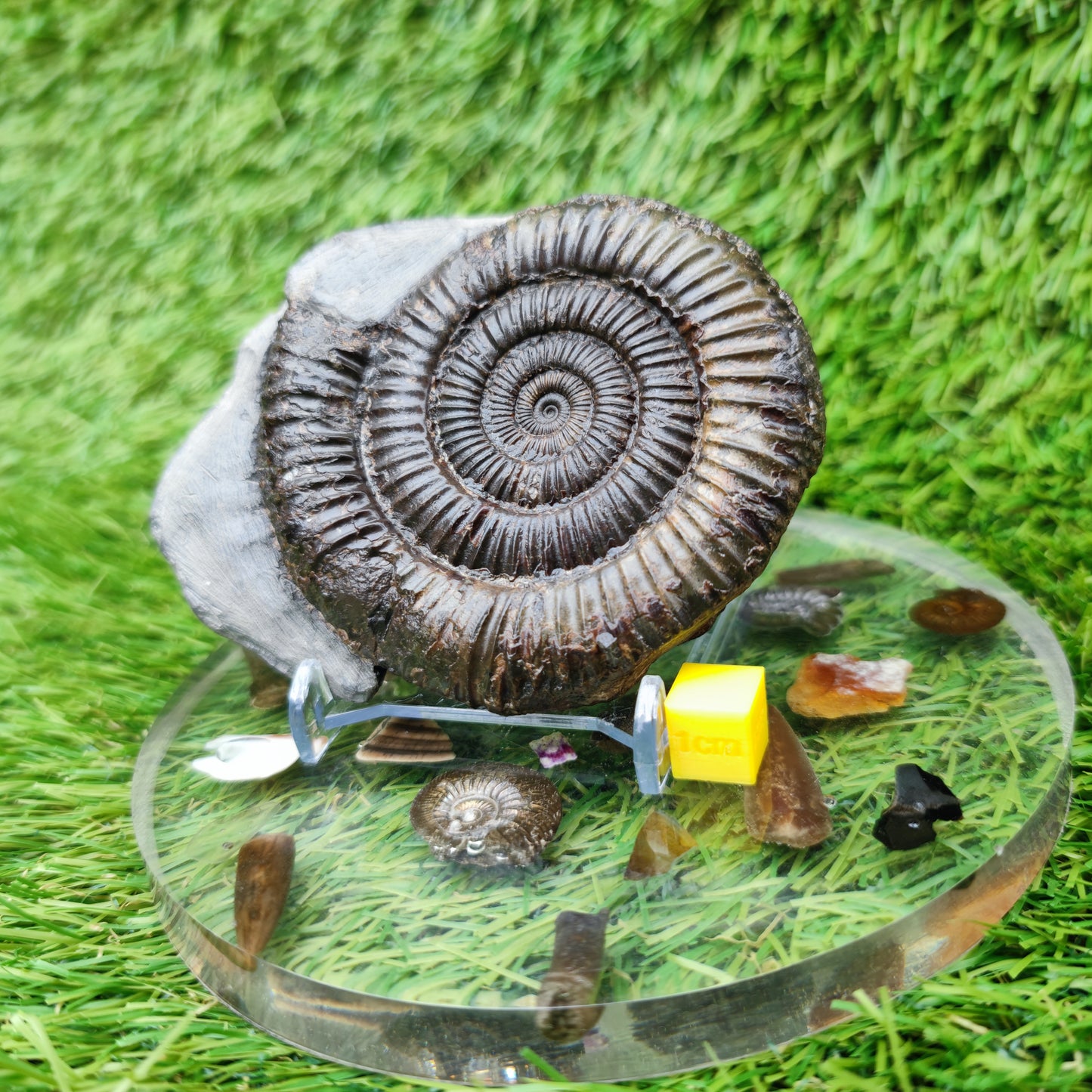 Jurassic coast ammoniite fossil Whitby