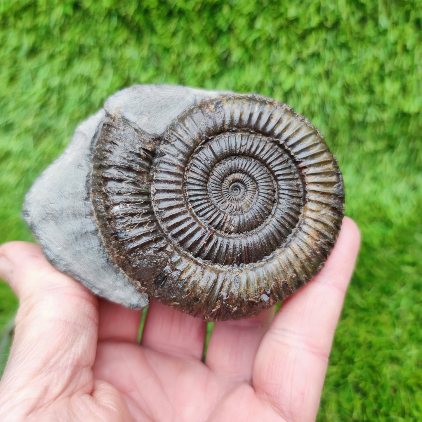 Jurassic coast ammoniite fossil Whitby