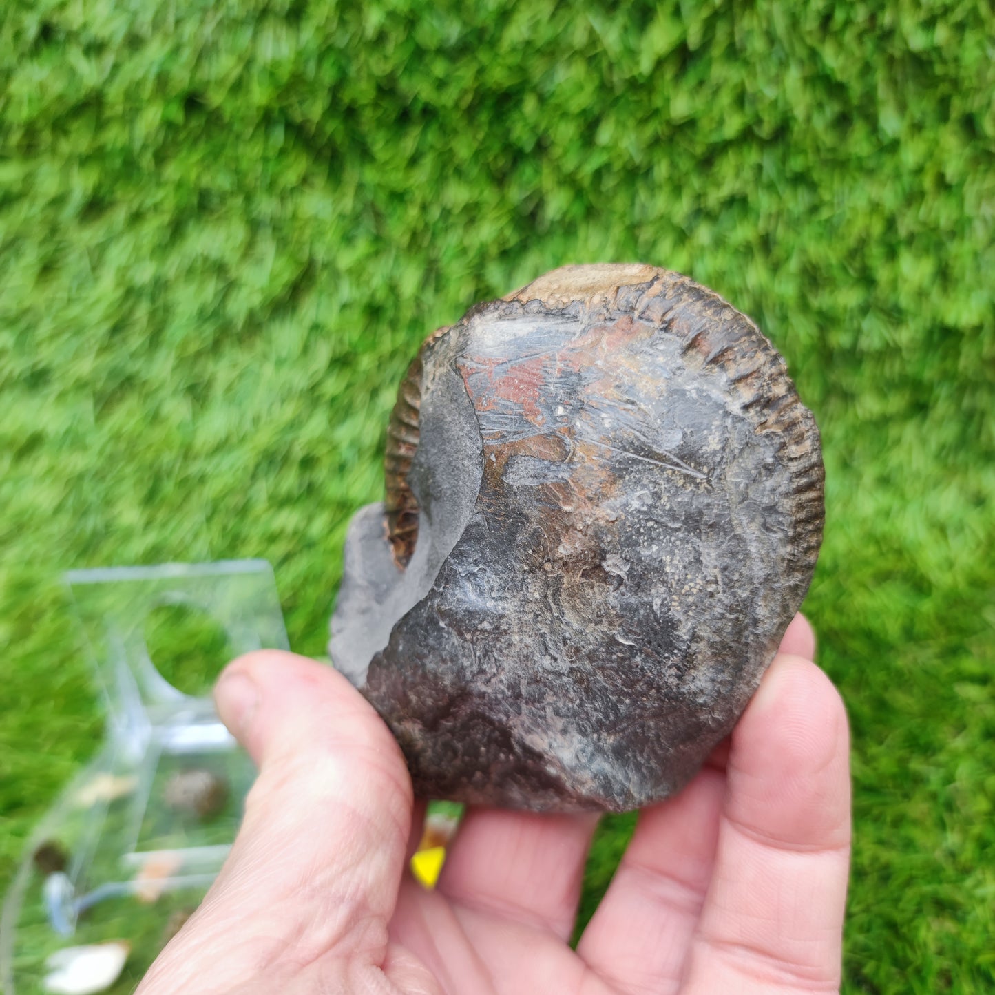 Jurassic coast ammoniite fossil Whitby