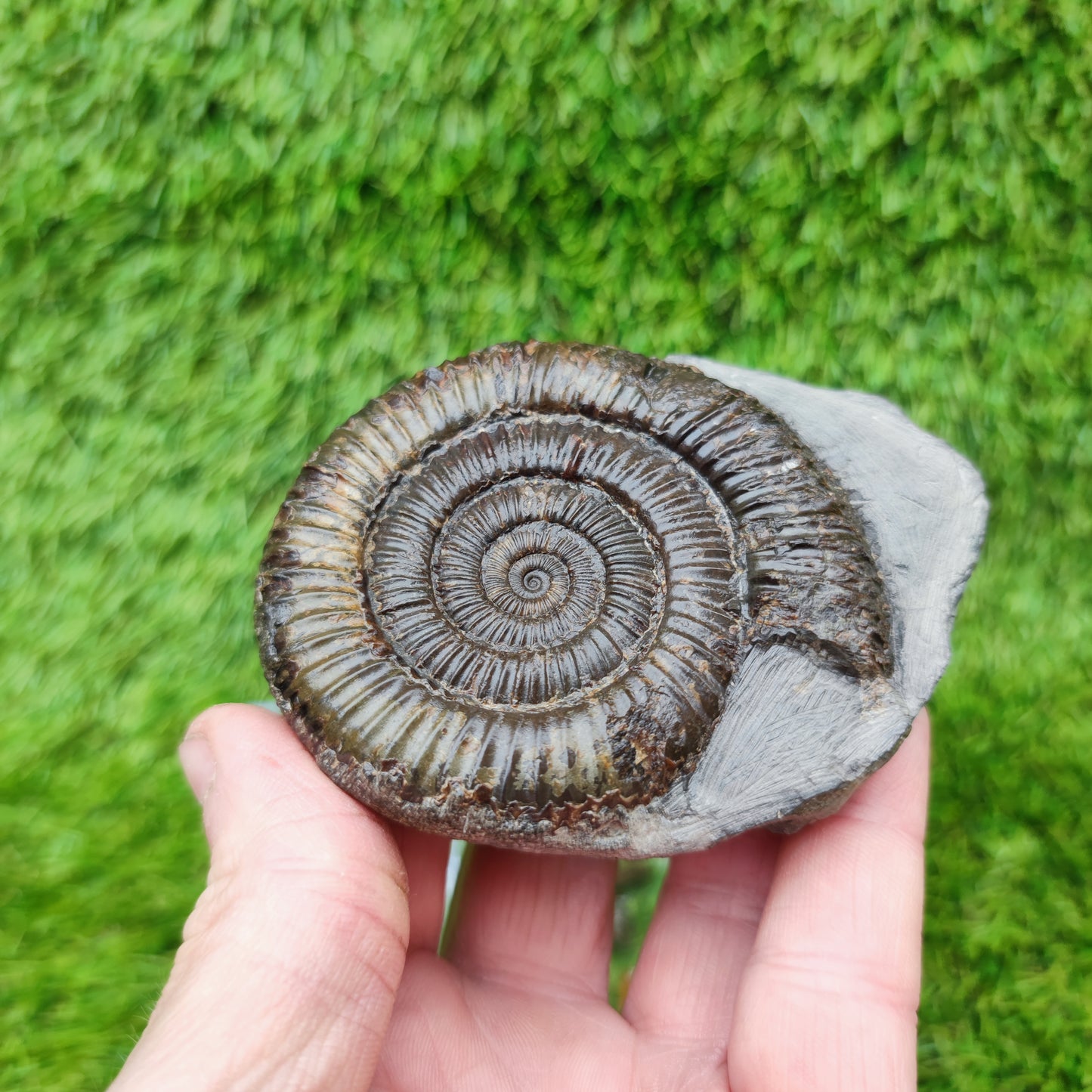 Jurassic coast ammoniite fossil Whitby