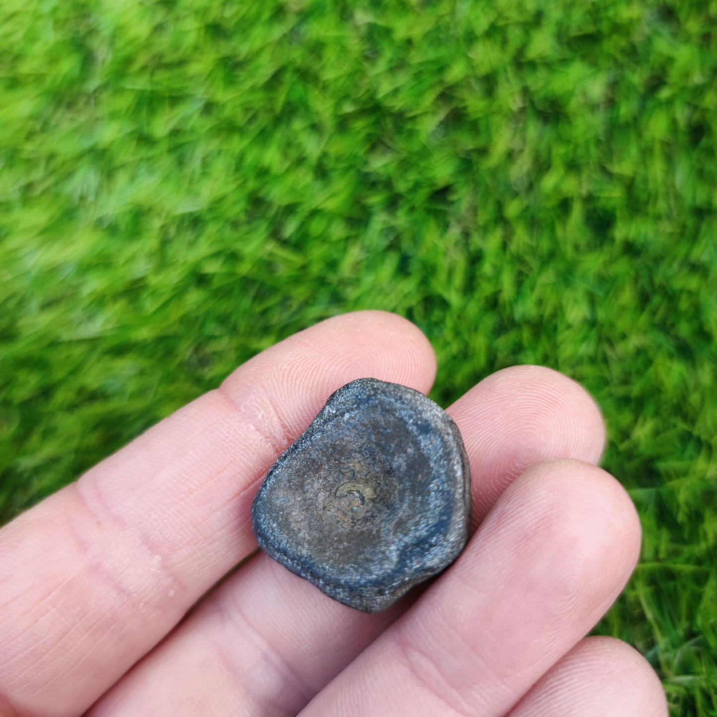 Ichthyosaur vertebra Jurassic coast