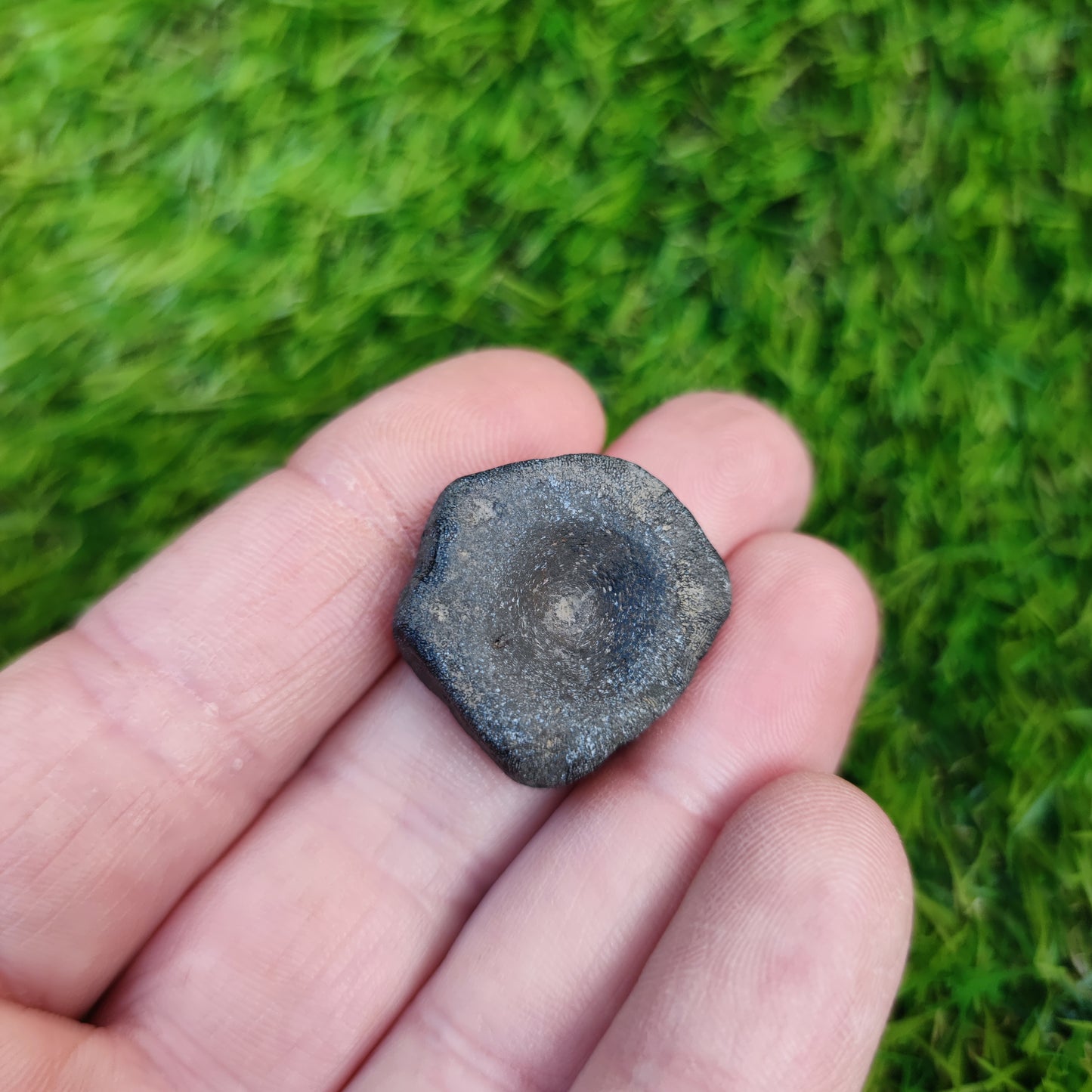 Ichthyosaur vertebra Jurassic coast