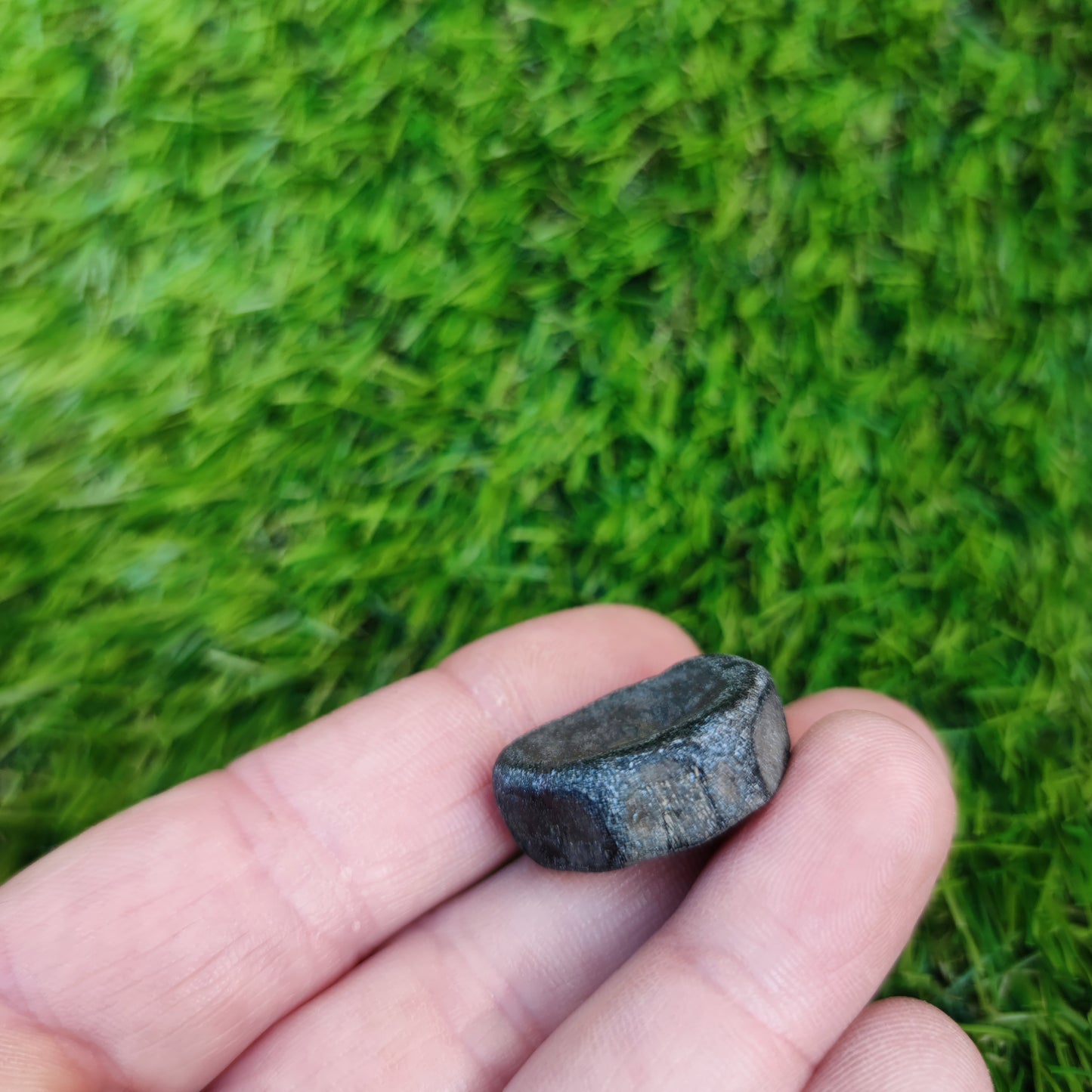 Ichthyosaur vertebra Jurassic coast