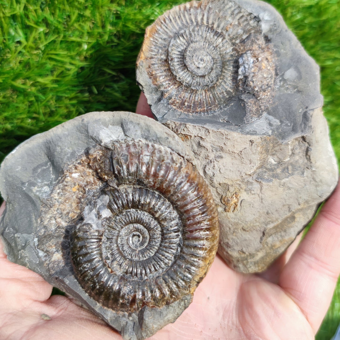 Split pair ammonite North Yorkshire Fossils