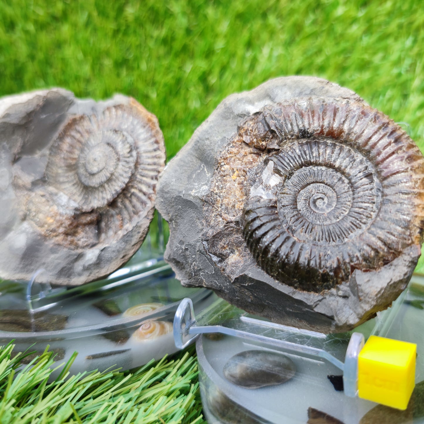 Split pair ammonite North Yorkshire Fossils