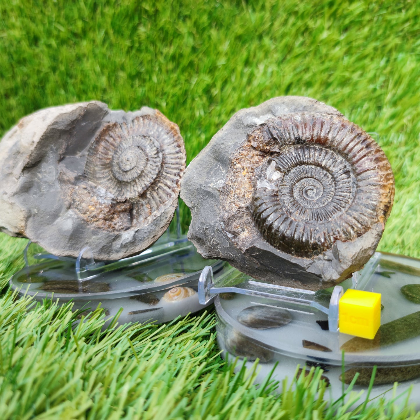 Split pair ammonite North Yorkshire Fossils