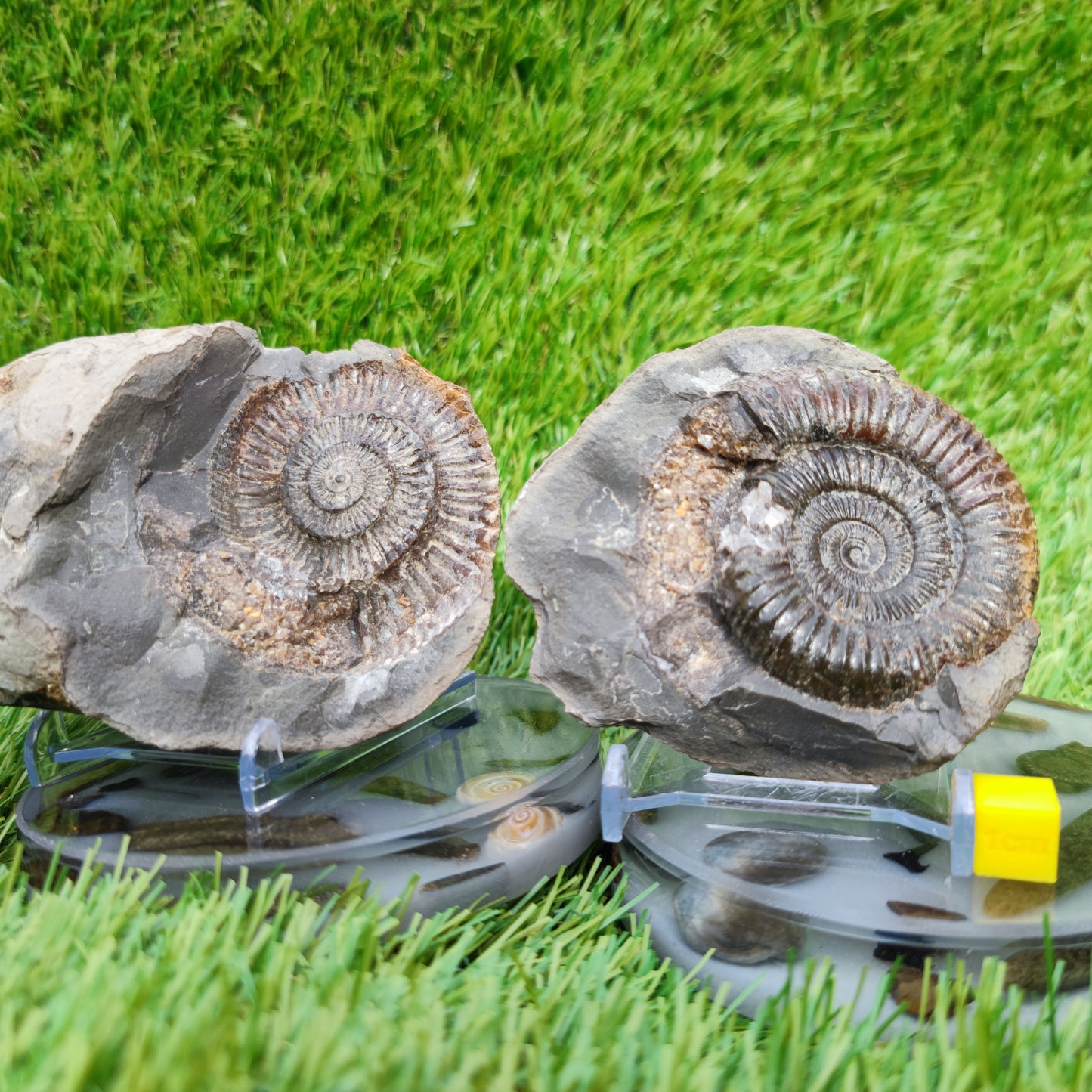Split pair ammonite North Yorkshire Fossils