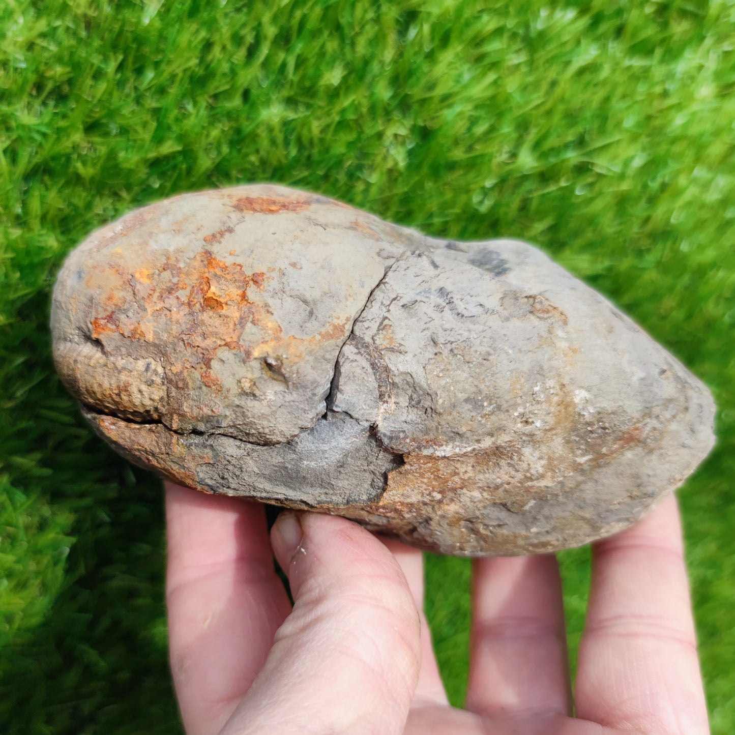 Split pair ammonite North Yorkshire Fossils