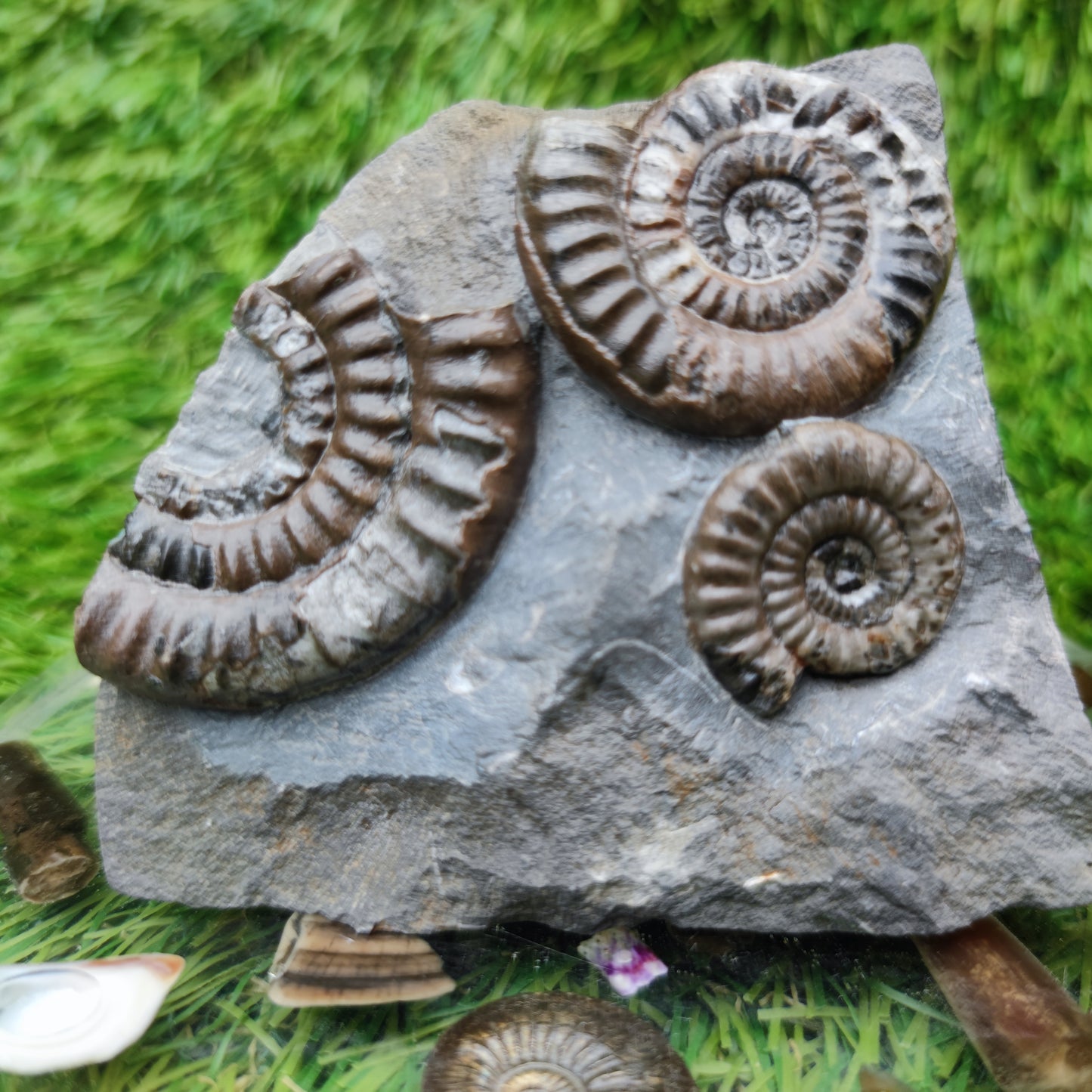 Lower lias ammonite fossil multi block Yorkshire on cut base