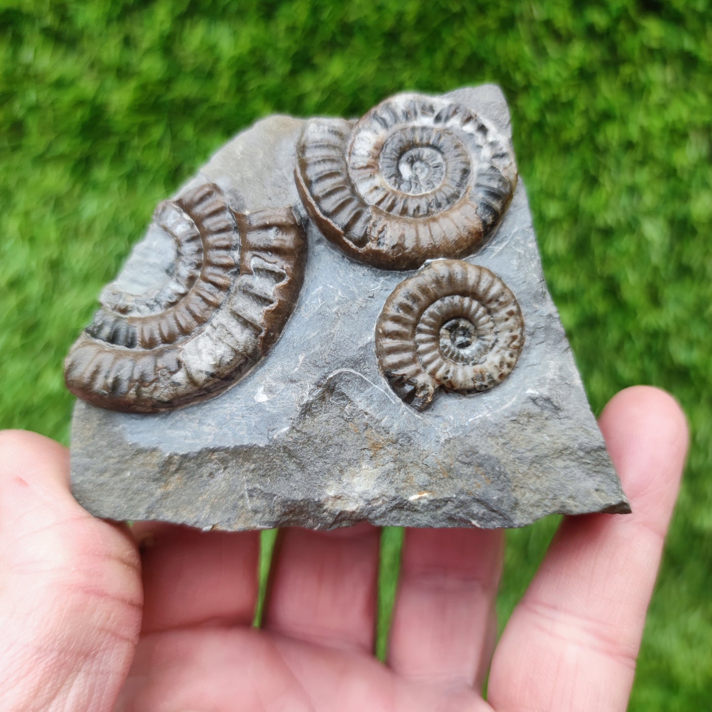 Lower lias ammonite fossil multi block Yorkshire on cut base