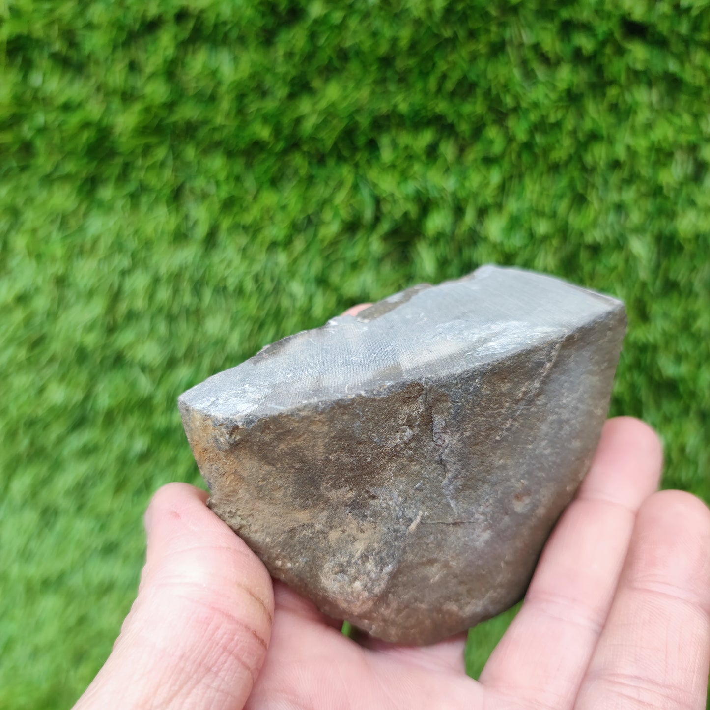 Lower lias ammonite fossil multi block Yorkshire on cut base