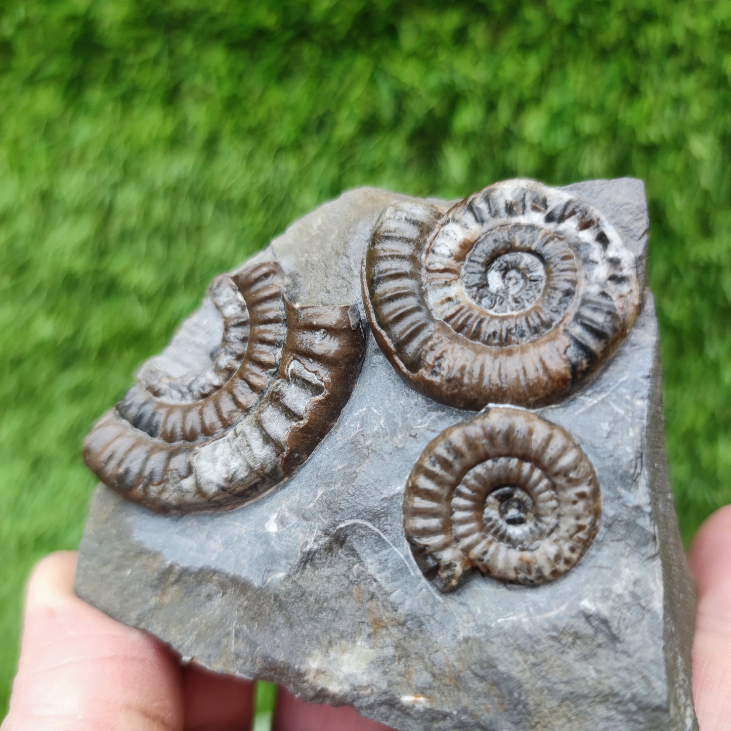 Lower lias ammonite fossil multi block Yorkshire on cut base