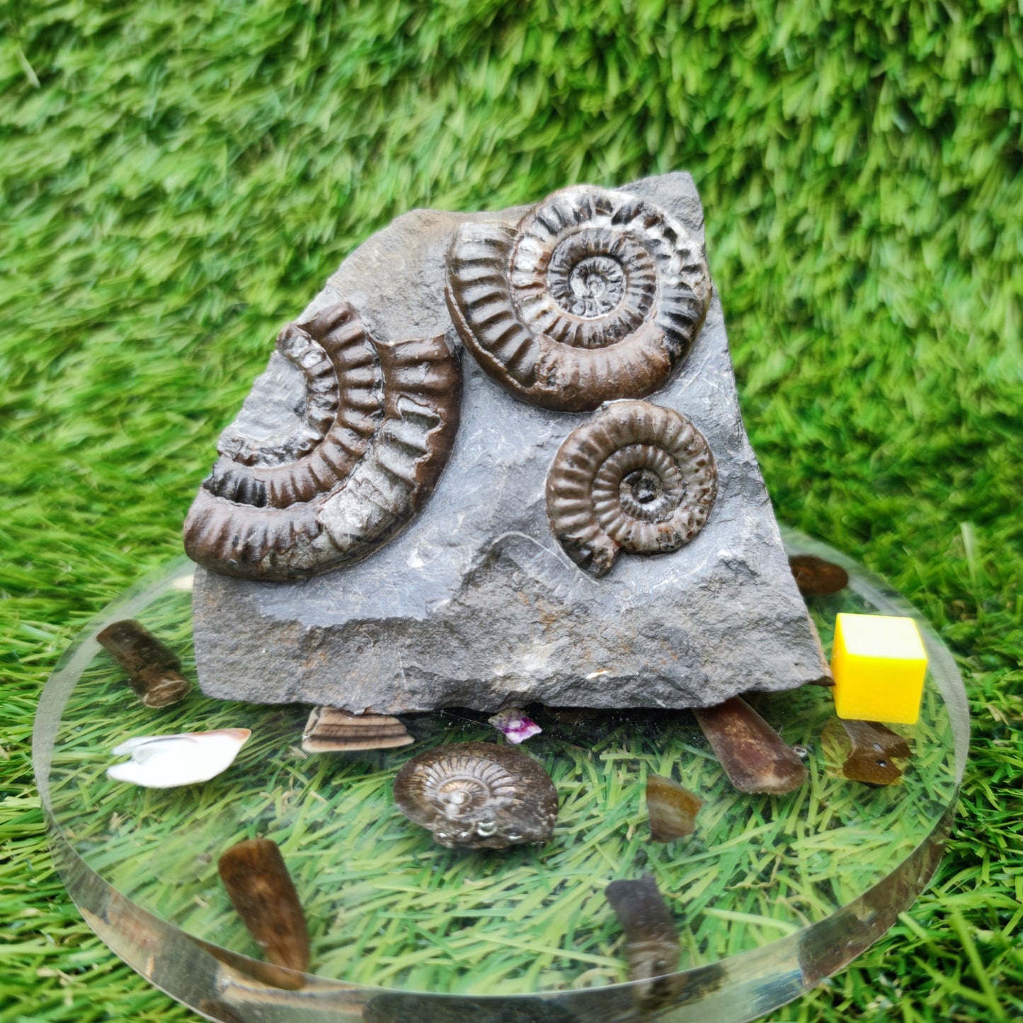 Lower lias ammonite fossil multi block Yorkshire on cut base