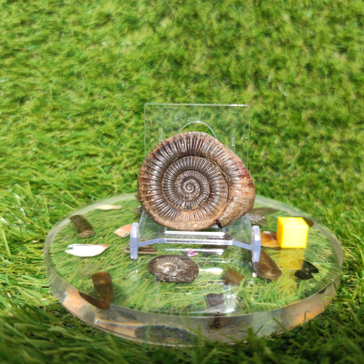 Fossil matrix free 3D ammonite Whitby