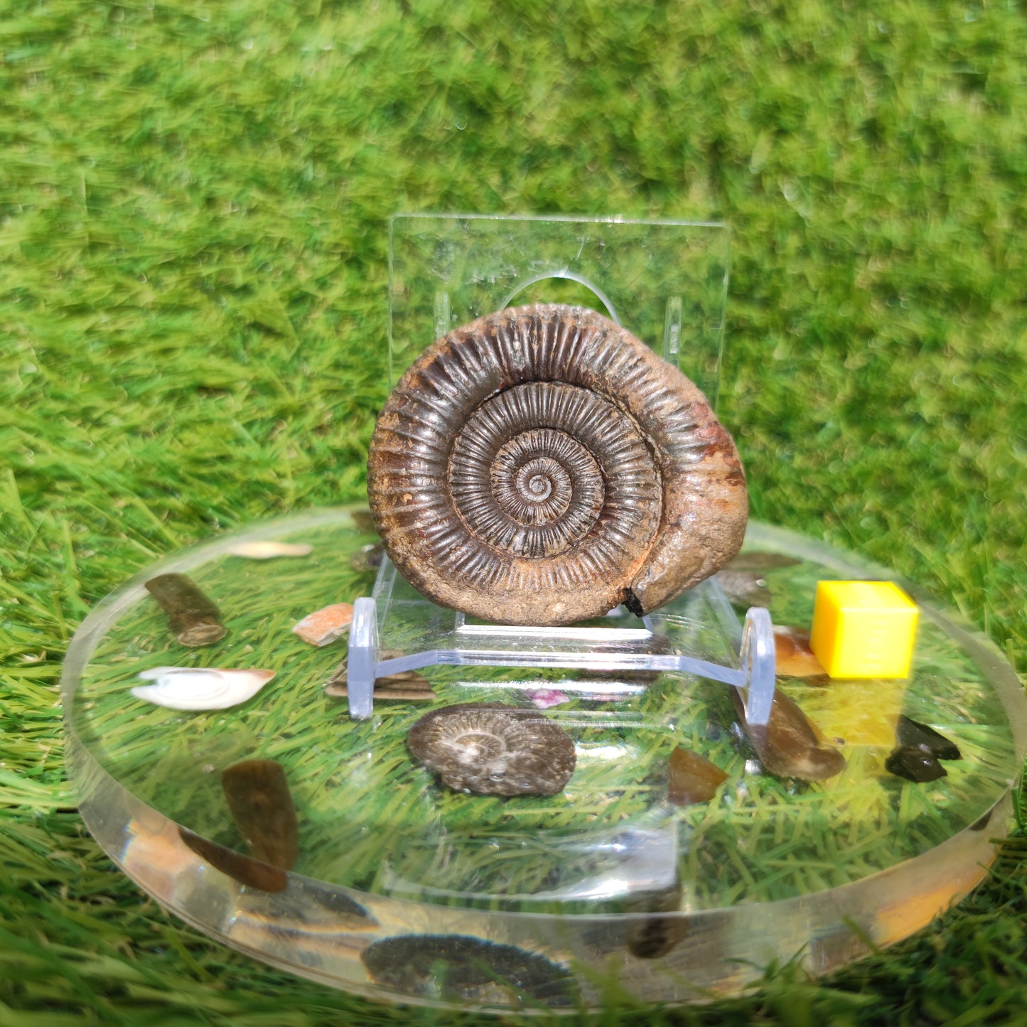 Fossil matrix free 3D ammonite Whitby