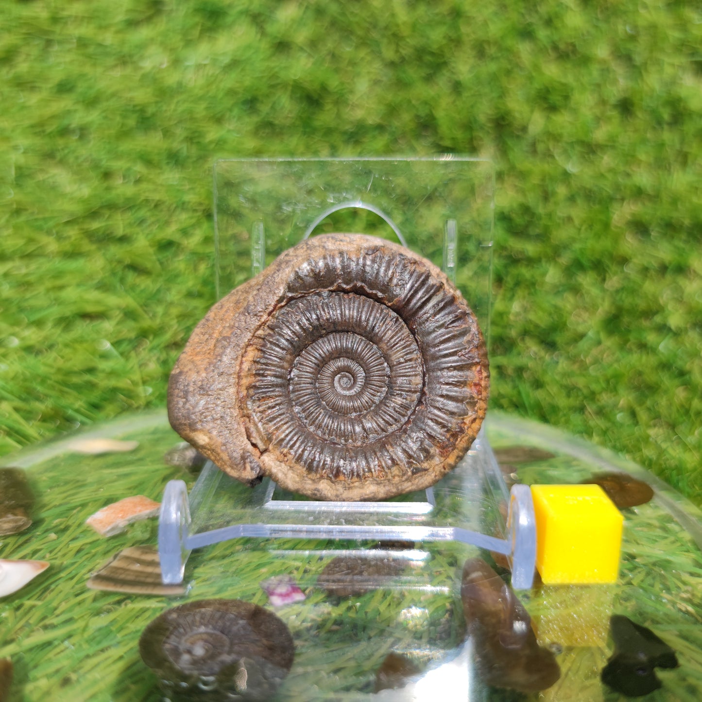 Fossil matrix free 3D ammonite Whitby