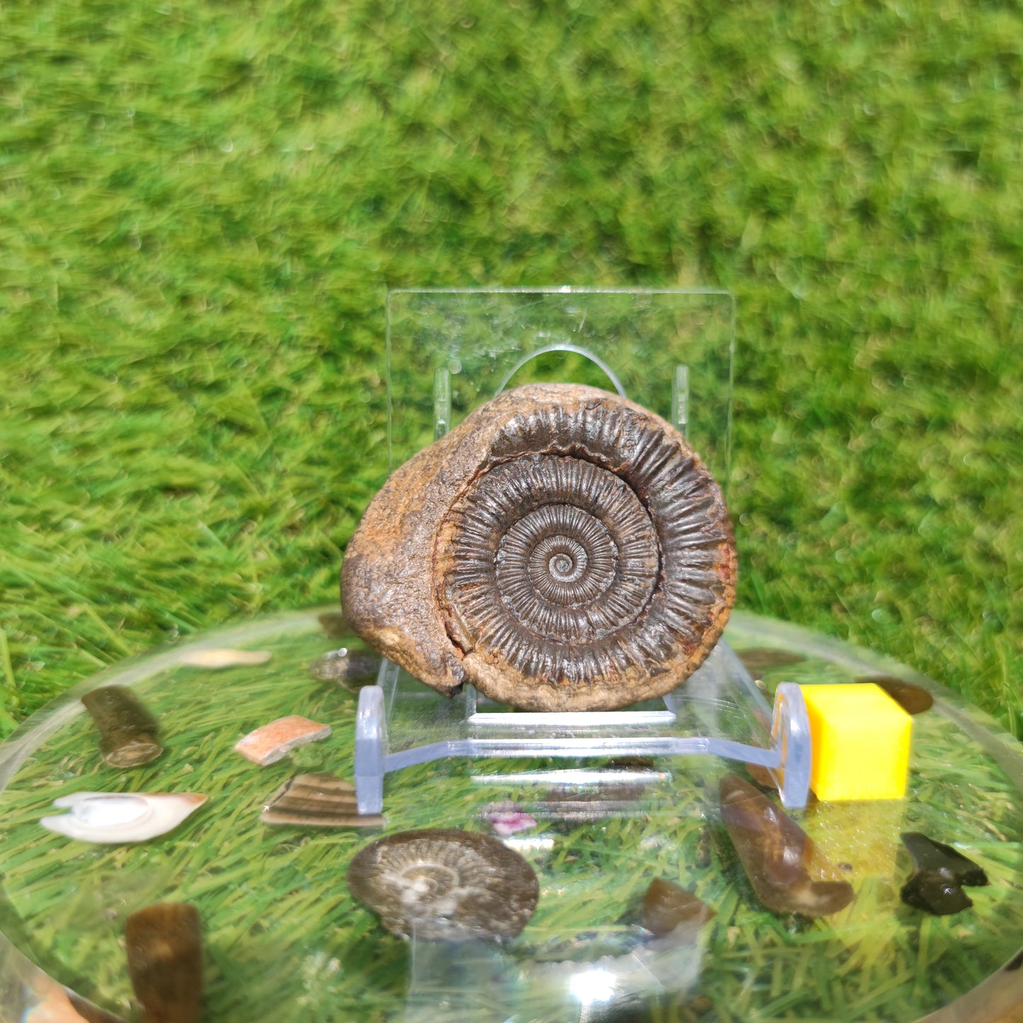 Fossil matrix free 3D ammonite Whitby