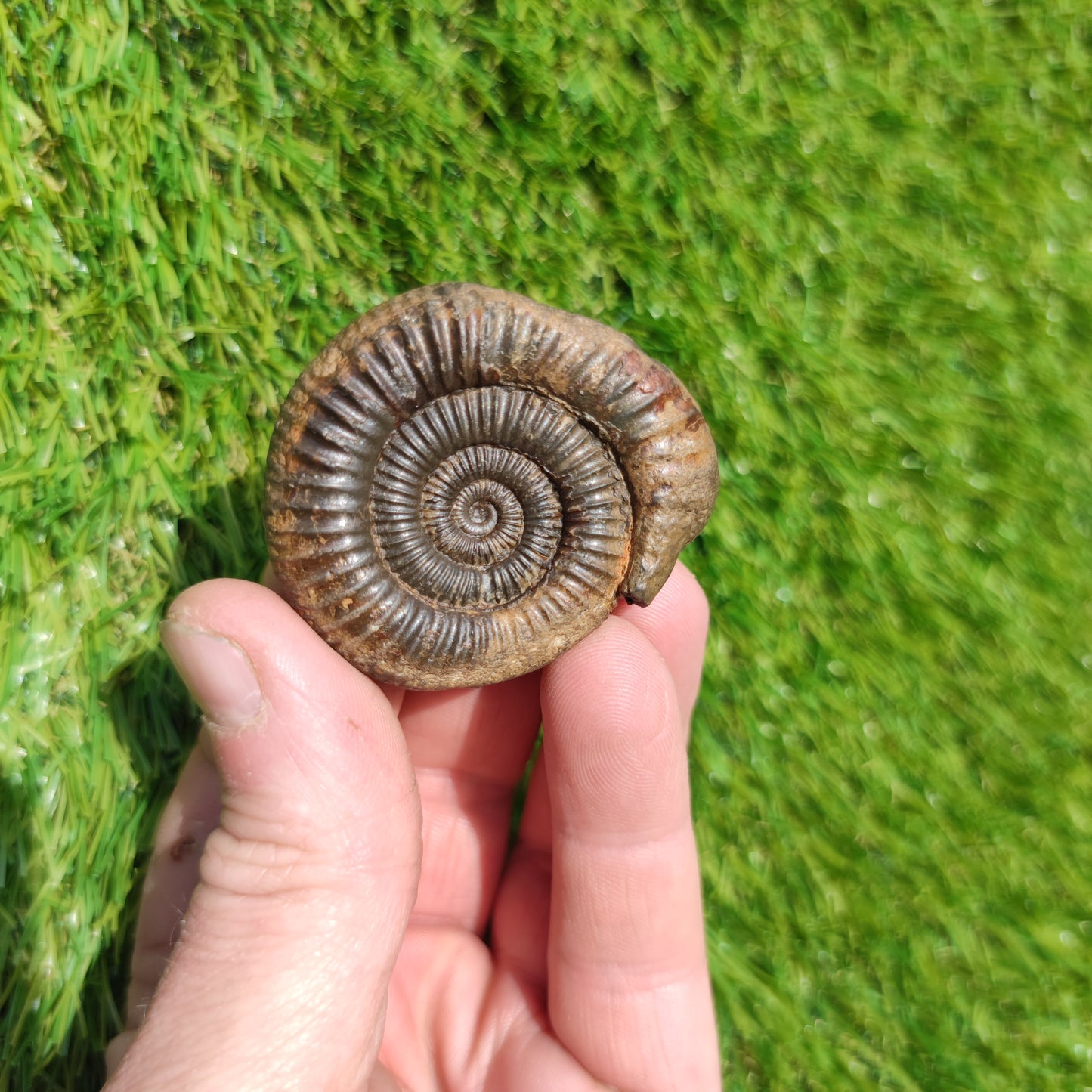 Fossil matrix free 3D ammonite Whitby