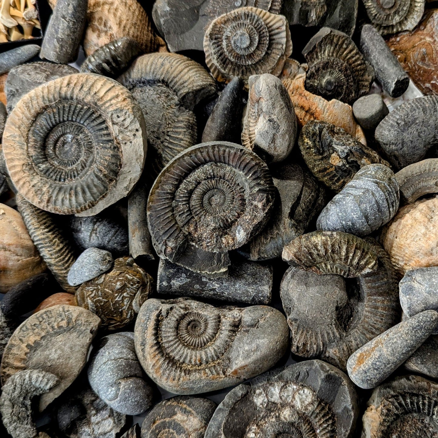 Children's Fossil Box