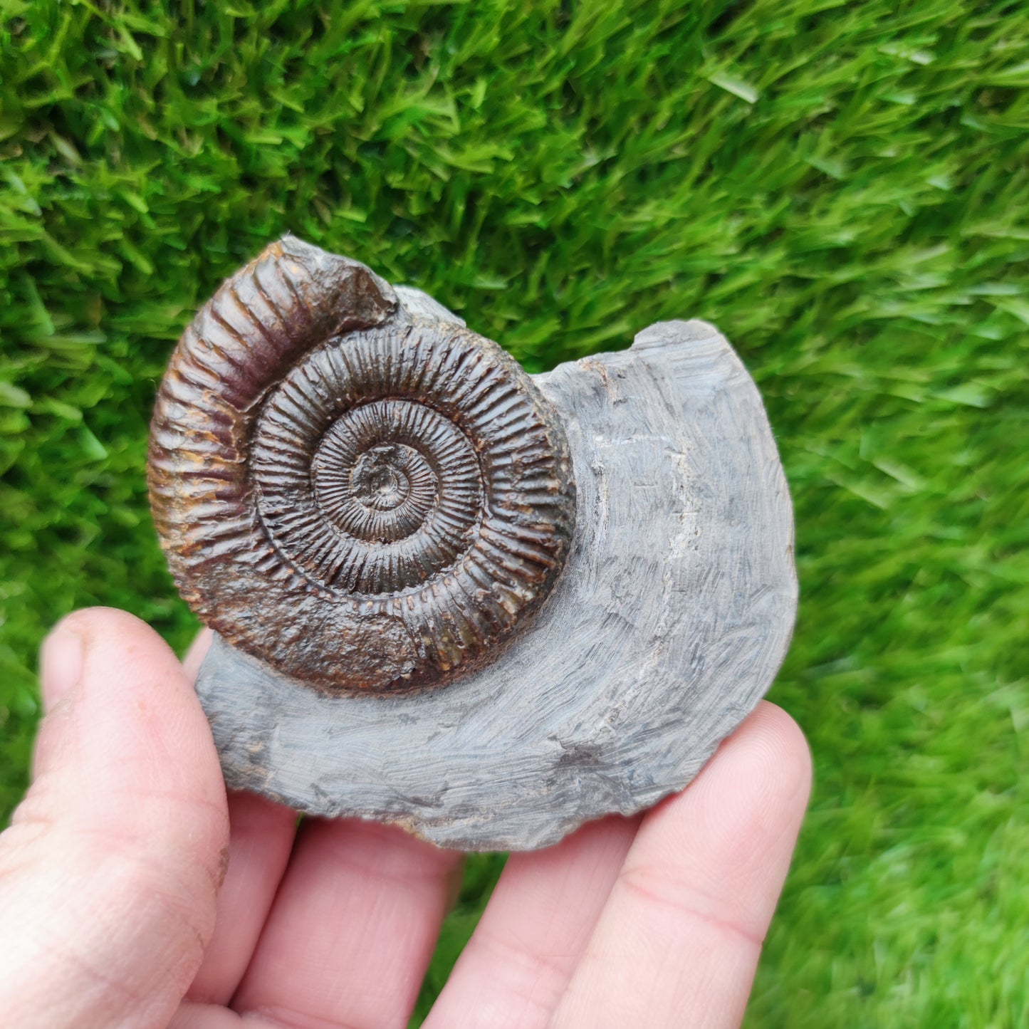 Ammonite fossil North Yorkshire Fossils