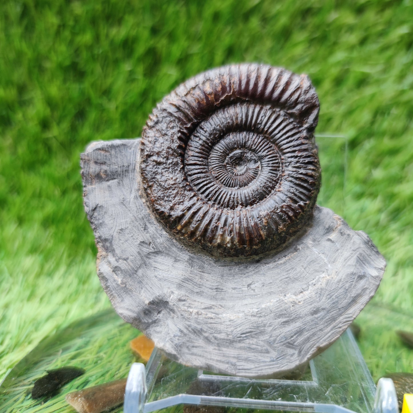 Ammonite fossil North Yorkshire Fossils