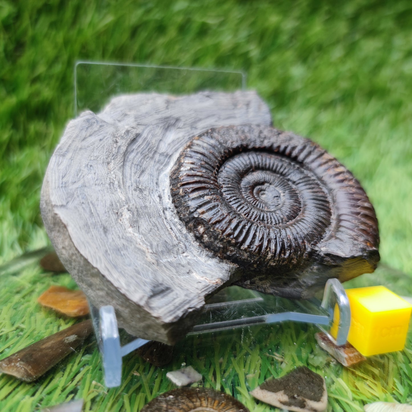 Ammonite fossil North Yorkshire Fossils